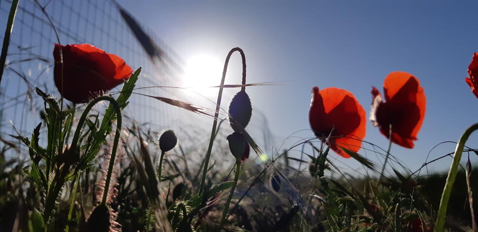 Samsung Galaxy A8(2018) sample photo. Poppy, flower, vegetable photography