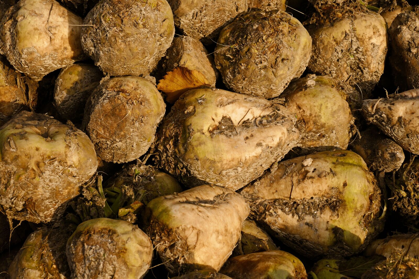 Panasonic Lumix DMC-FZ1000 sample photo. The maximum, sugar beet photography