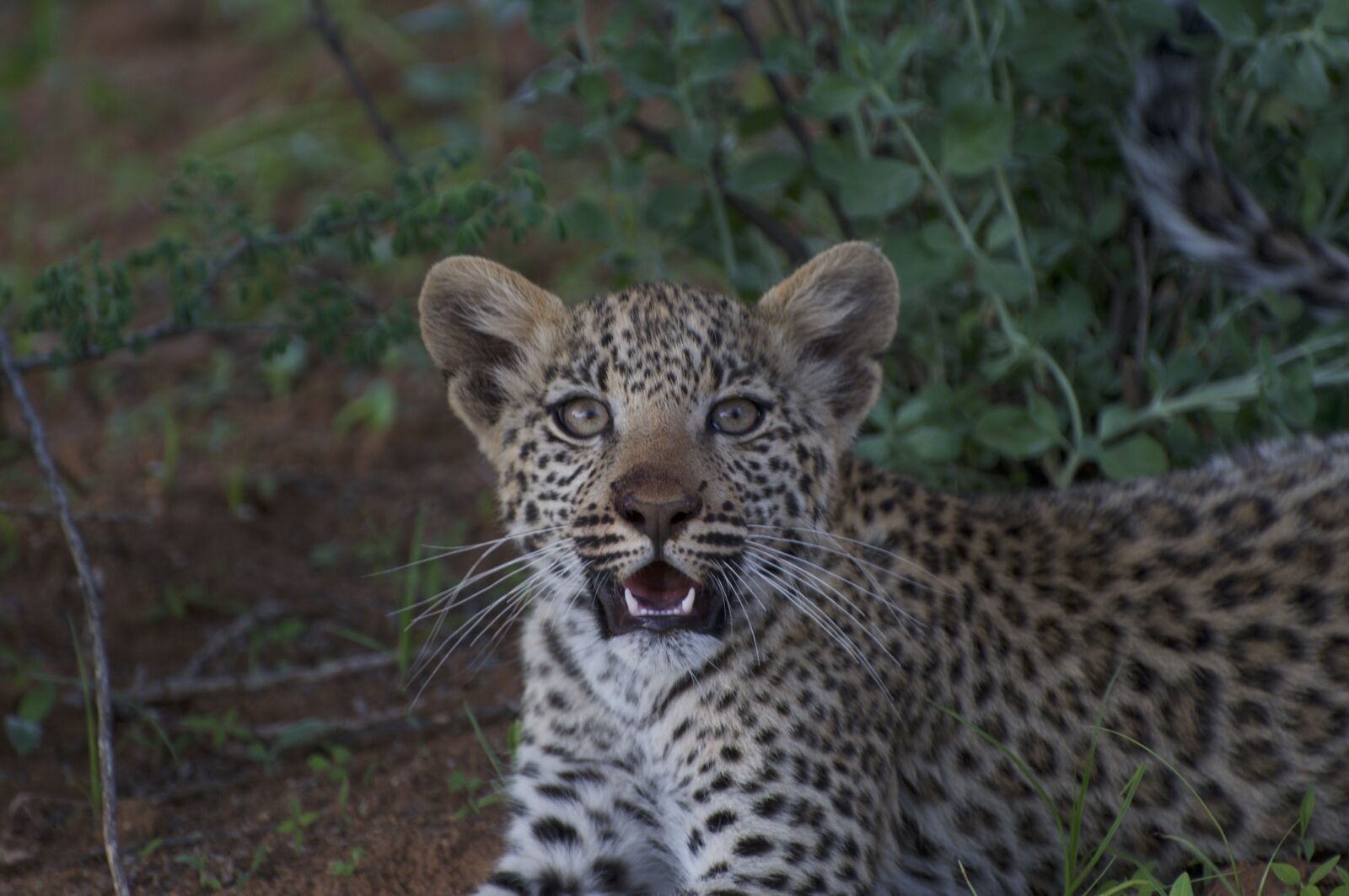 Nikon D300 sample photo. Leopard cub, leopard, cub photography