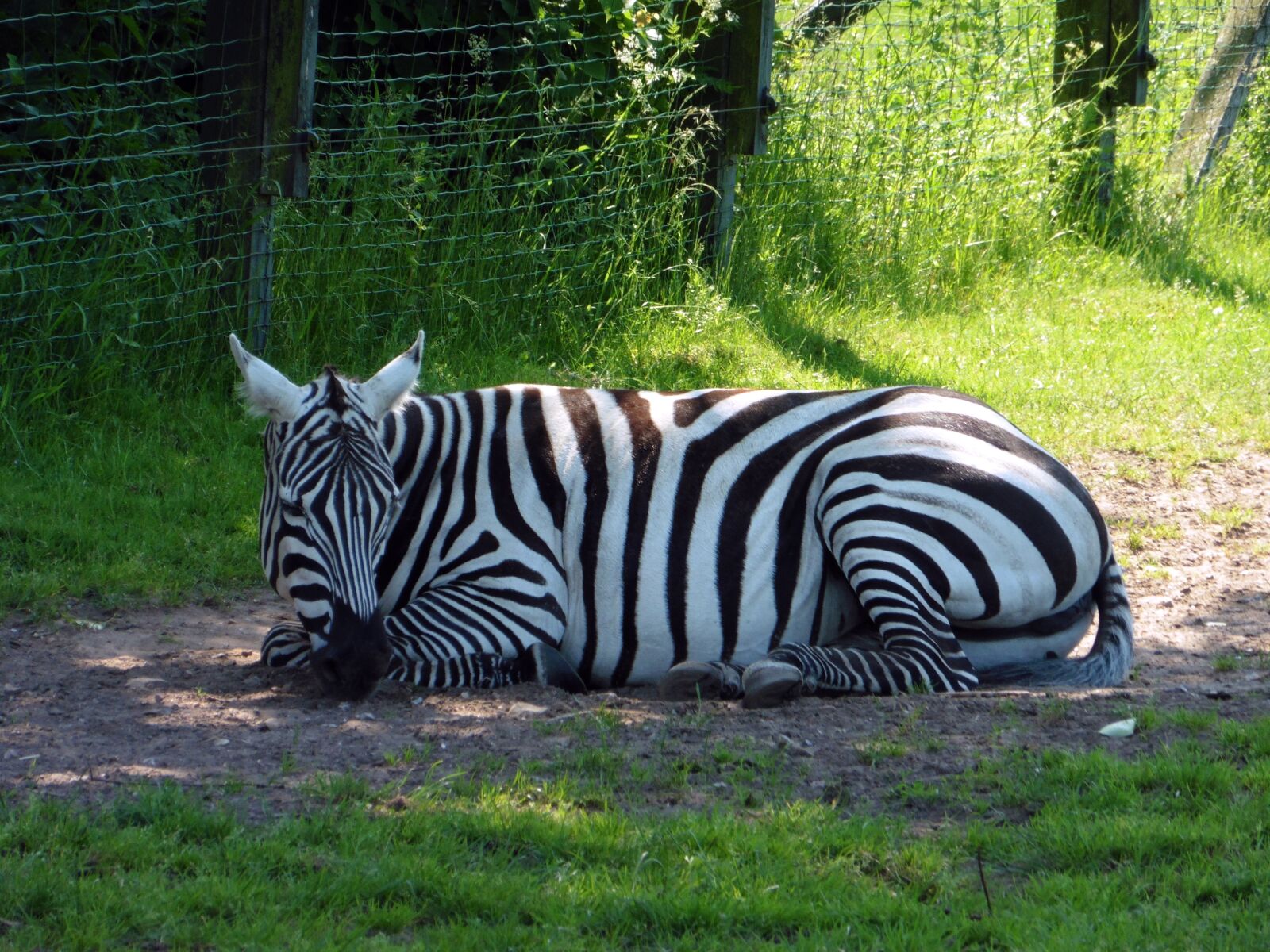 Panasonic DMC-TZ56 sample photo. Zebra, animal, zoo photography