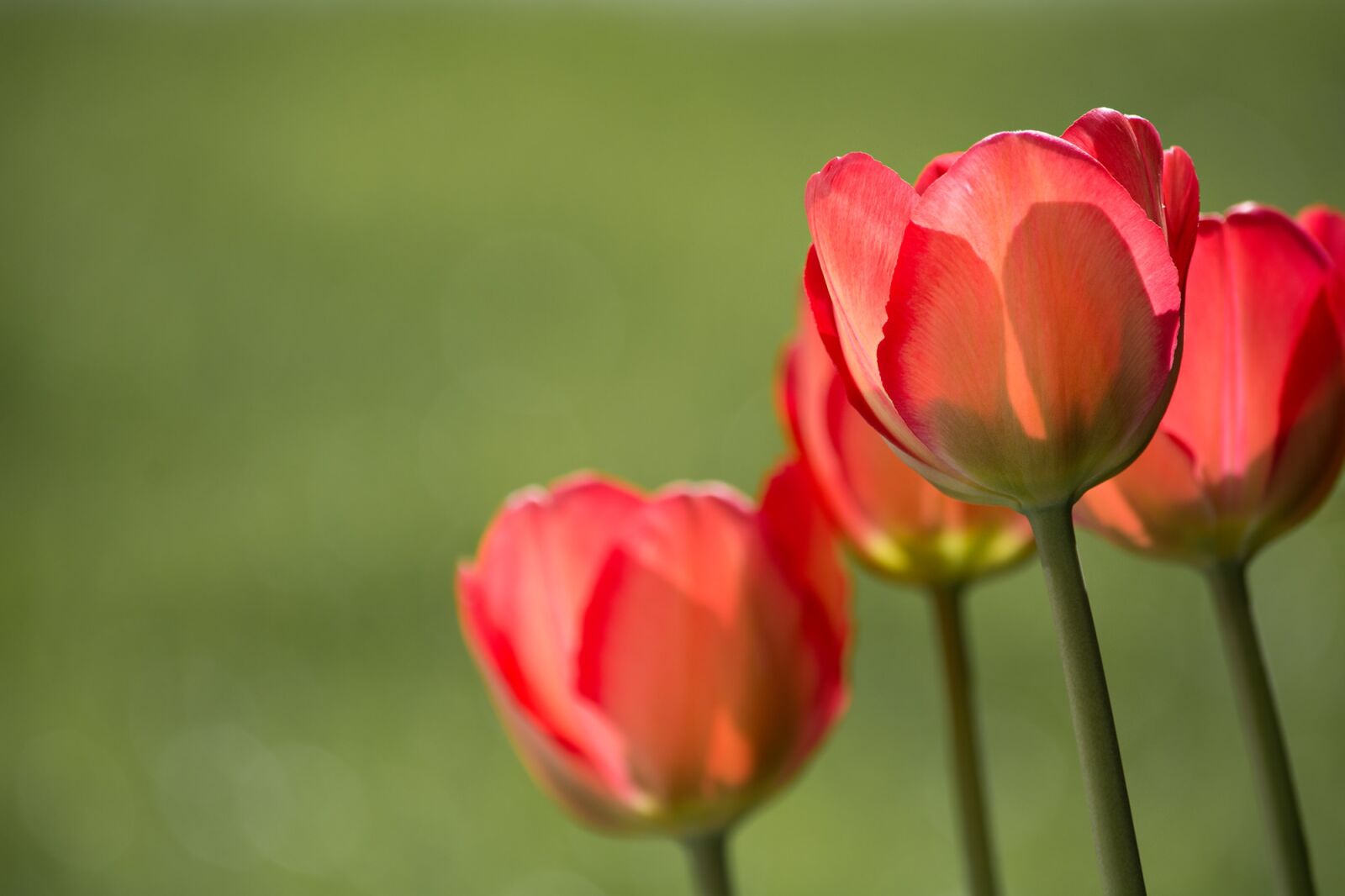 Nikon D7100 sample photo. Tulips, red, red tulips photography