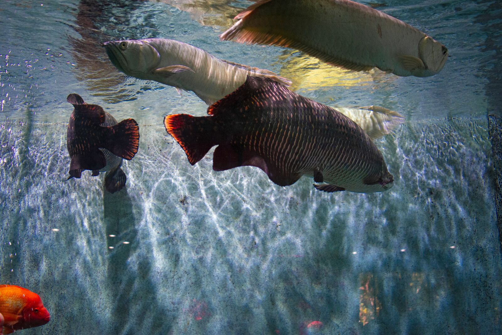 Nikon D3400 sample photo. Fish, marine life, animal photography