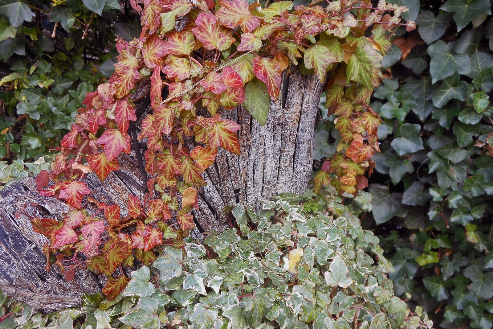 Canon EOS 550D (EOS Rebel T2i / EOS Kiss X4) sample photo. Autumn, nature, leaves photography