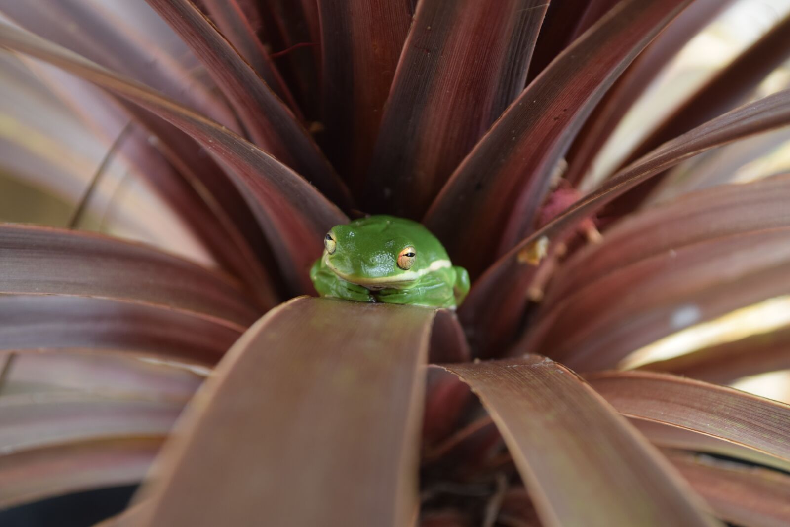 Nikon D5300 sample photo. Frog, tree, nature photography