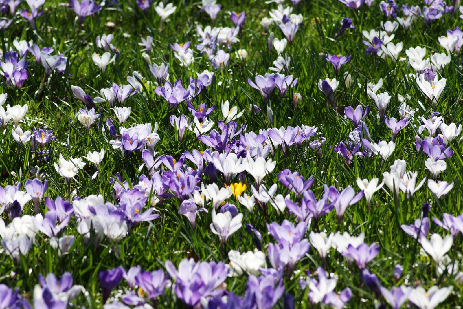 Sony Alpha DSLR-A350 sample photo. Crocus, meadow, early bloomer photography