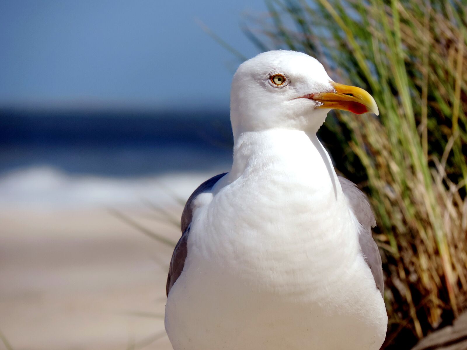 Nikon Coolpix P520 sample photo. Seagull, herring gull, water photography