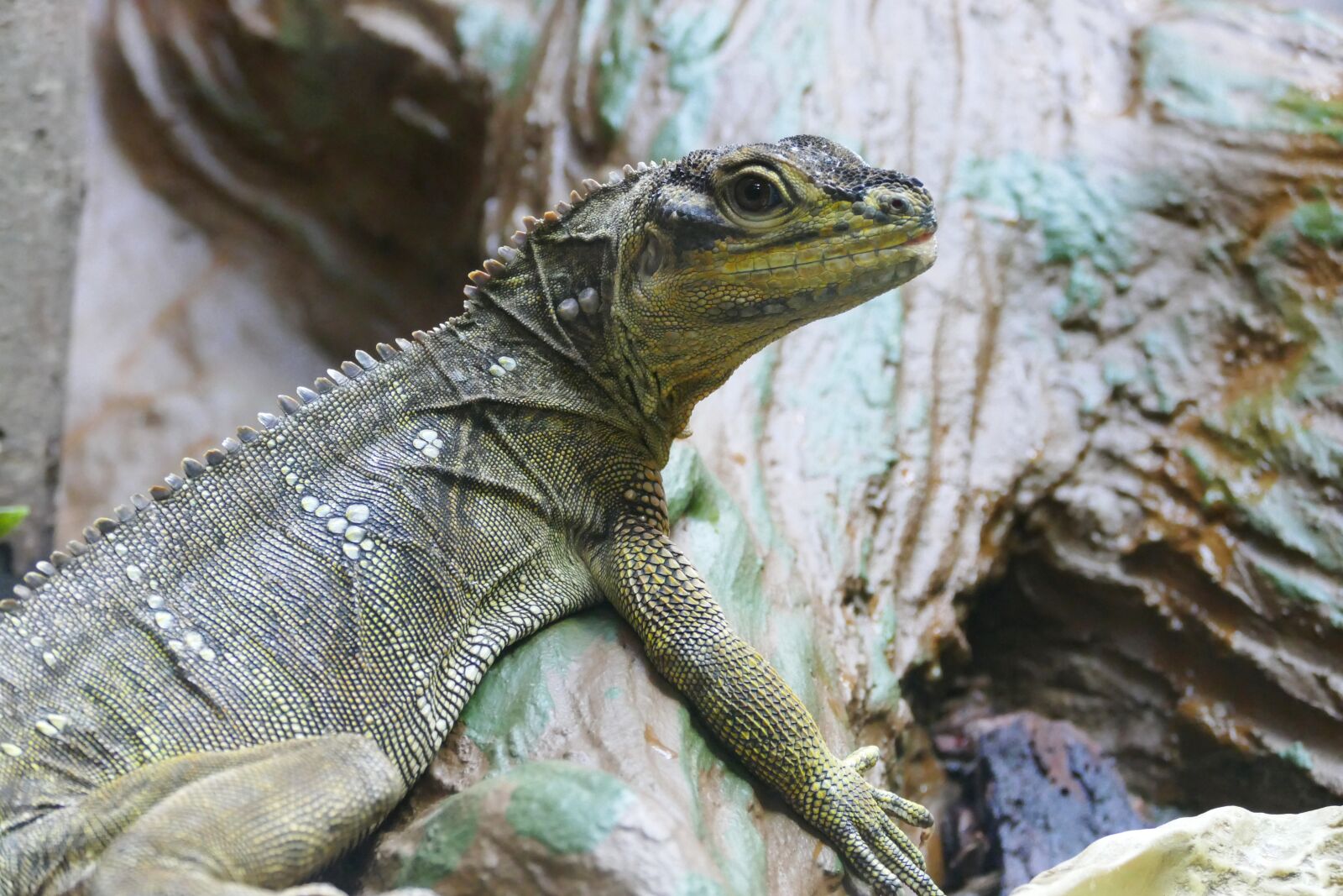 Panasonic Lumix DMC-FZ1000 sample photo. Sailfin lizard, reptile, lizard photography