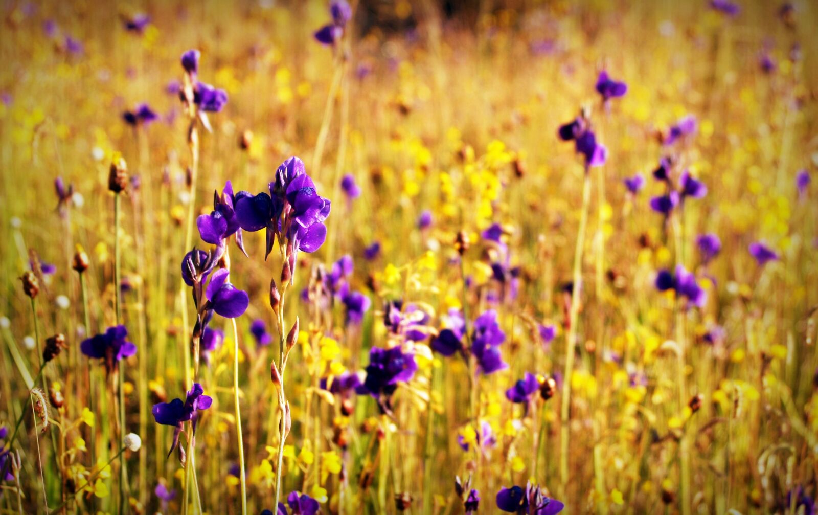 Olympus E-300 (EVOLT E-300) sample photo. Flower, field, wild photography