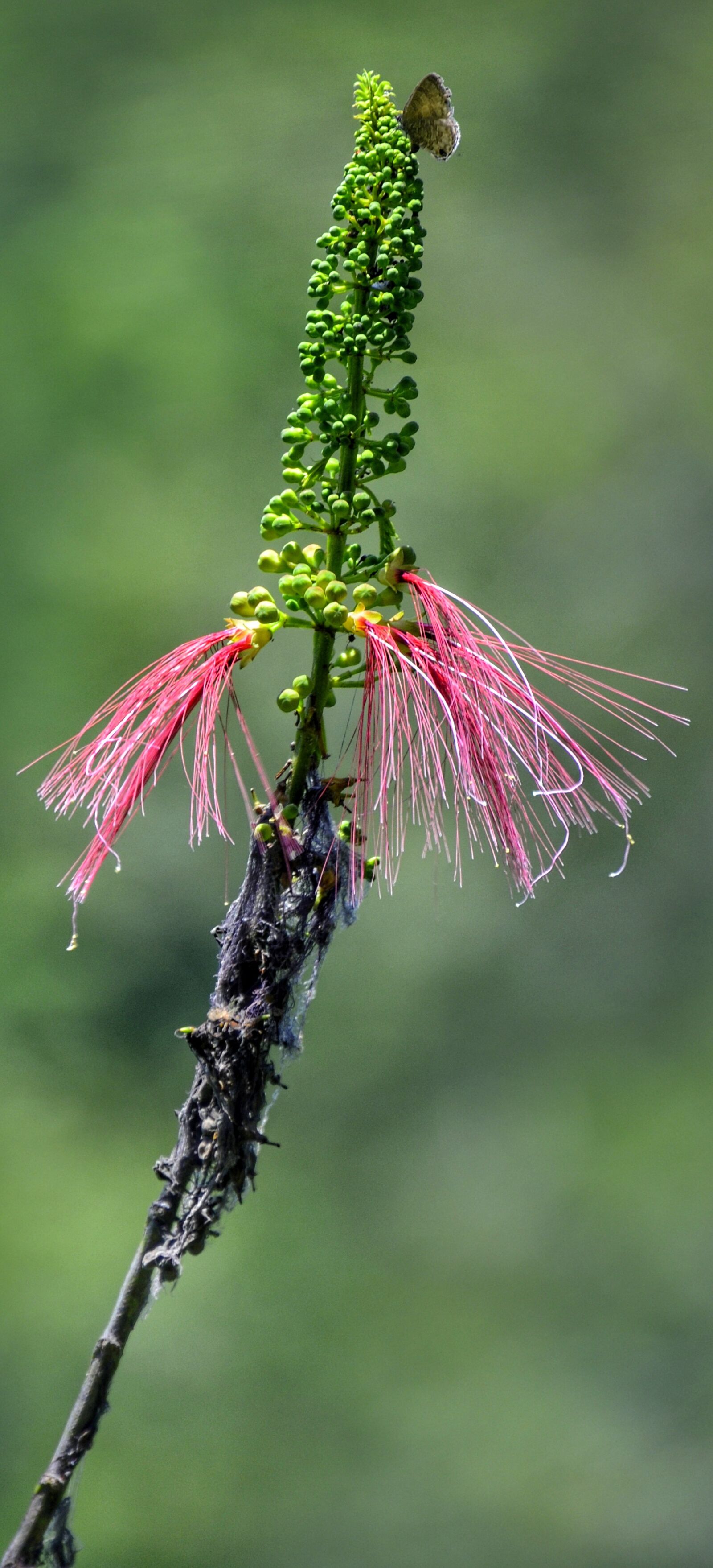 Nikon D5100 sample photo. Mimosa, pink silk tree photography