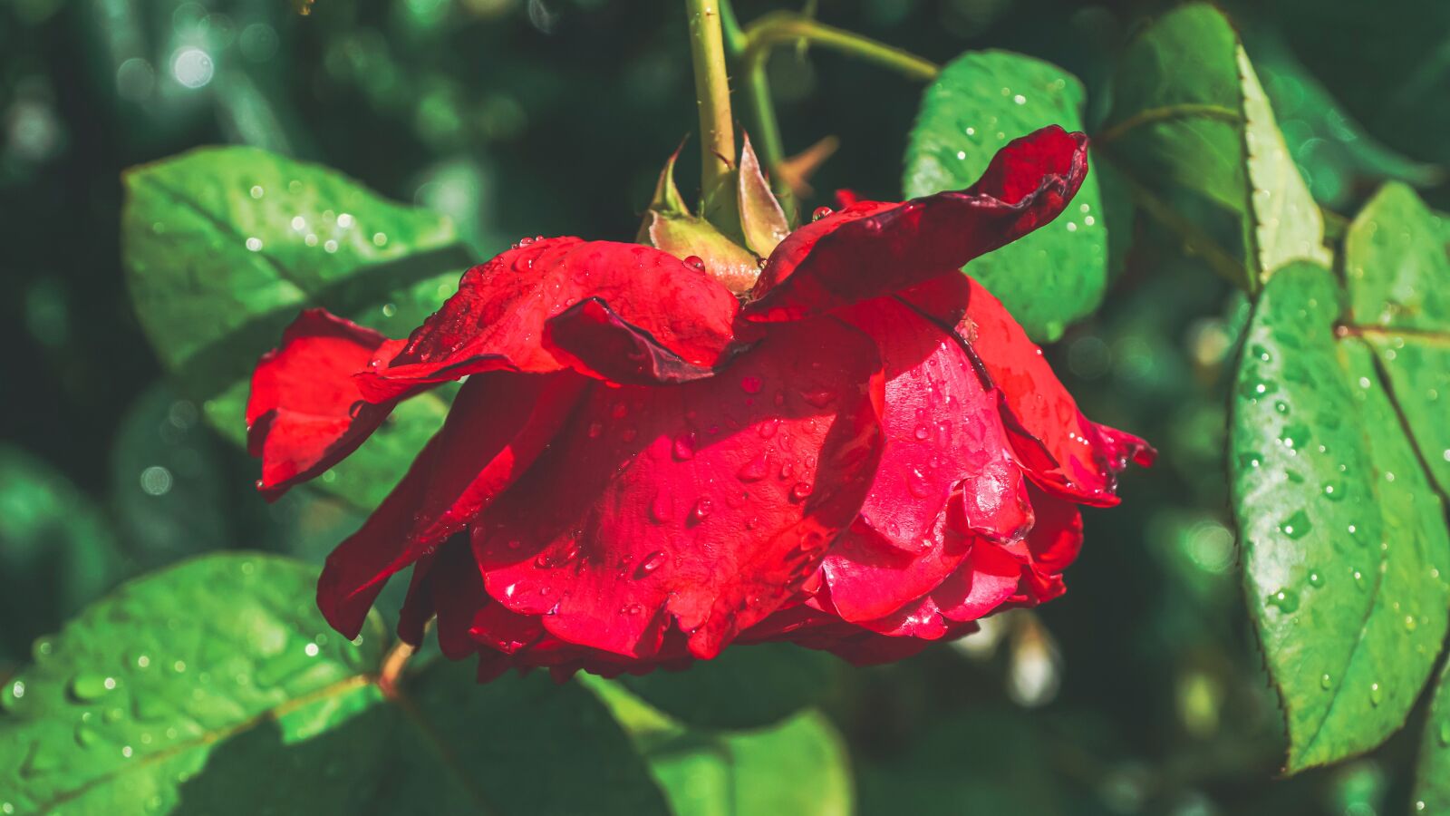 Sony DT 18-135mm F3.5-5.6 SAM sample photo. Rose, scented rose, beauty photography