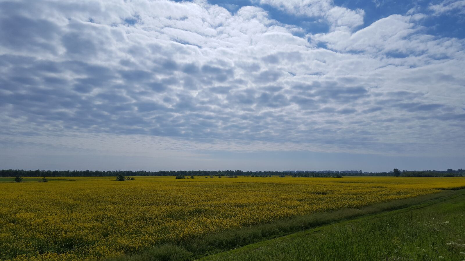 Samsung GALAXY S6 edge sample photo. Field, blue sky, clouds photography