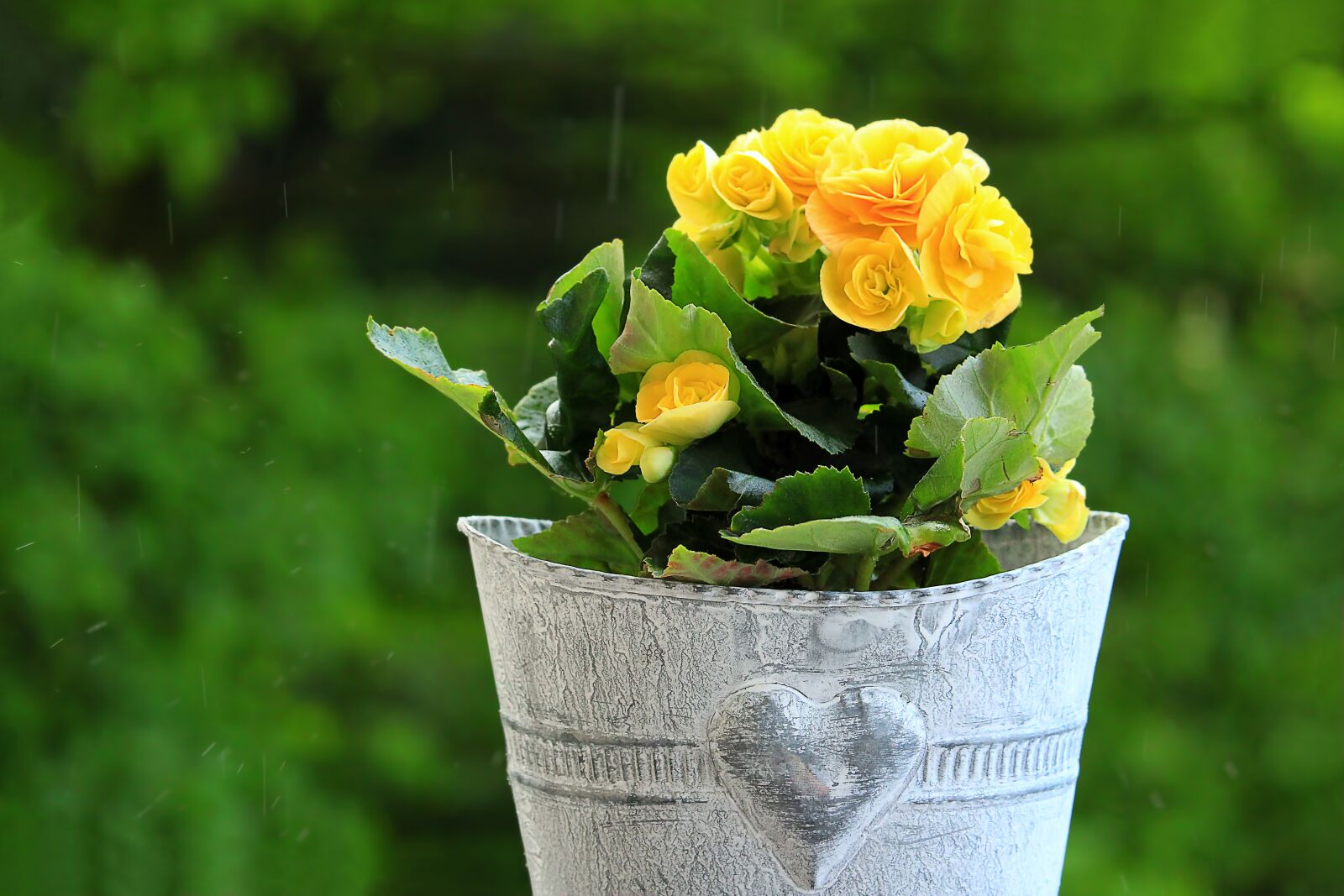 Canon EF-S 55-250mm F4-5.6 IS STM sample photo. Rose, flower, blossom photography