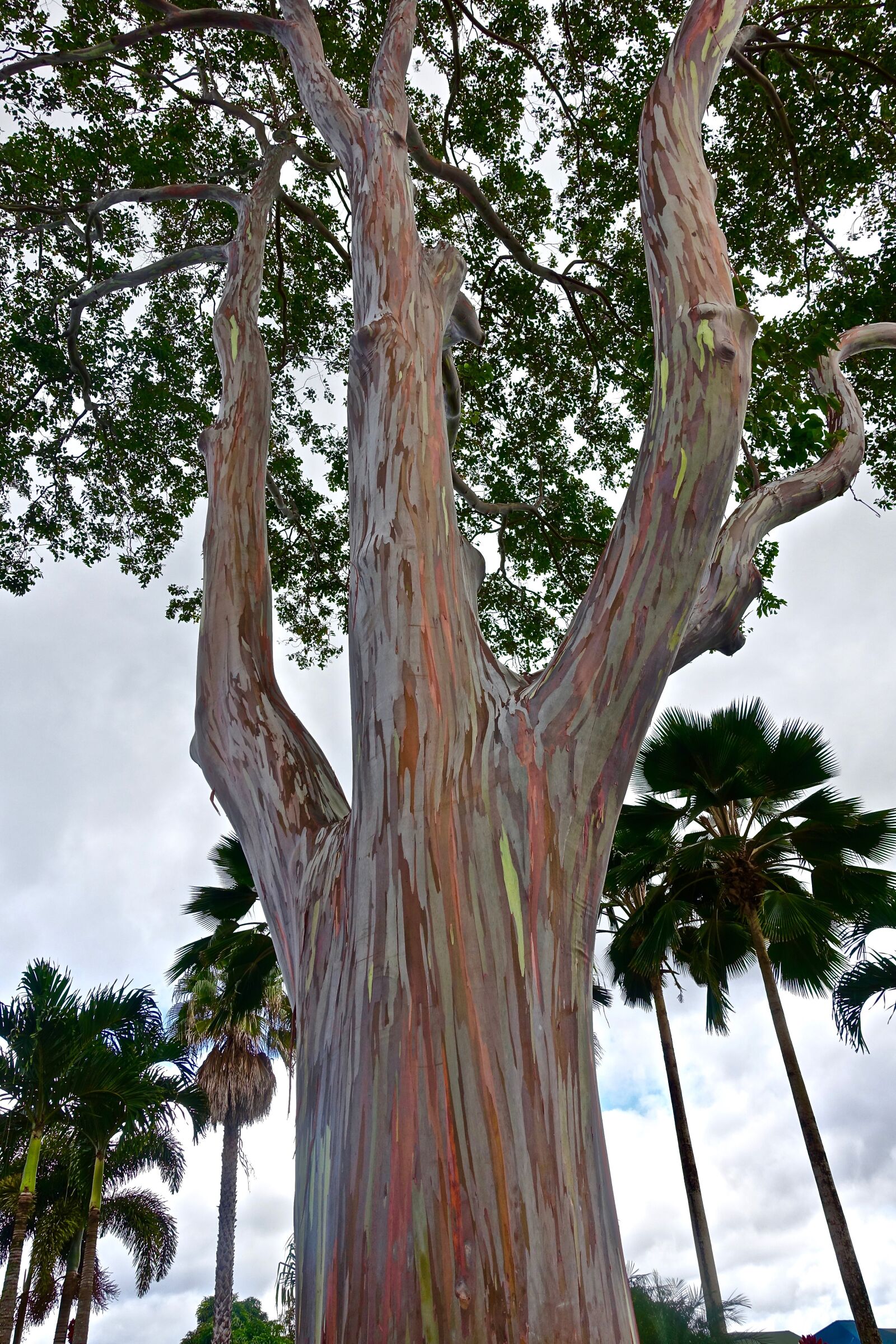 Sony Cyber-shot DSC-RX100 III sample photo. Tree, trunk, eucalyptus photography