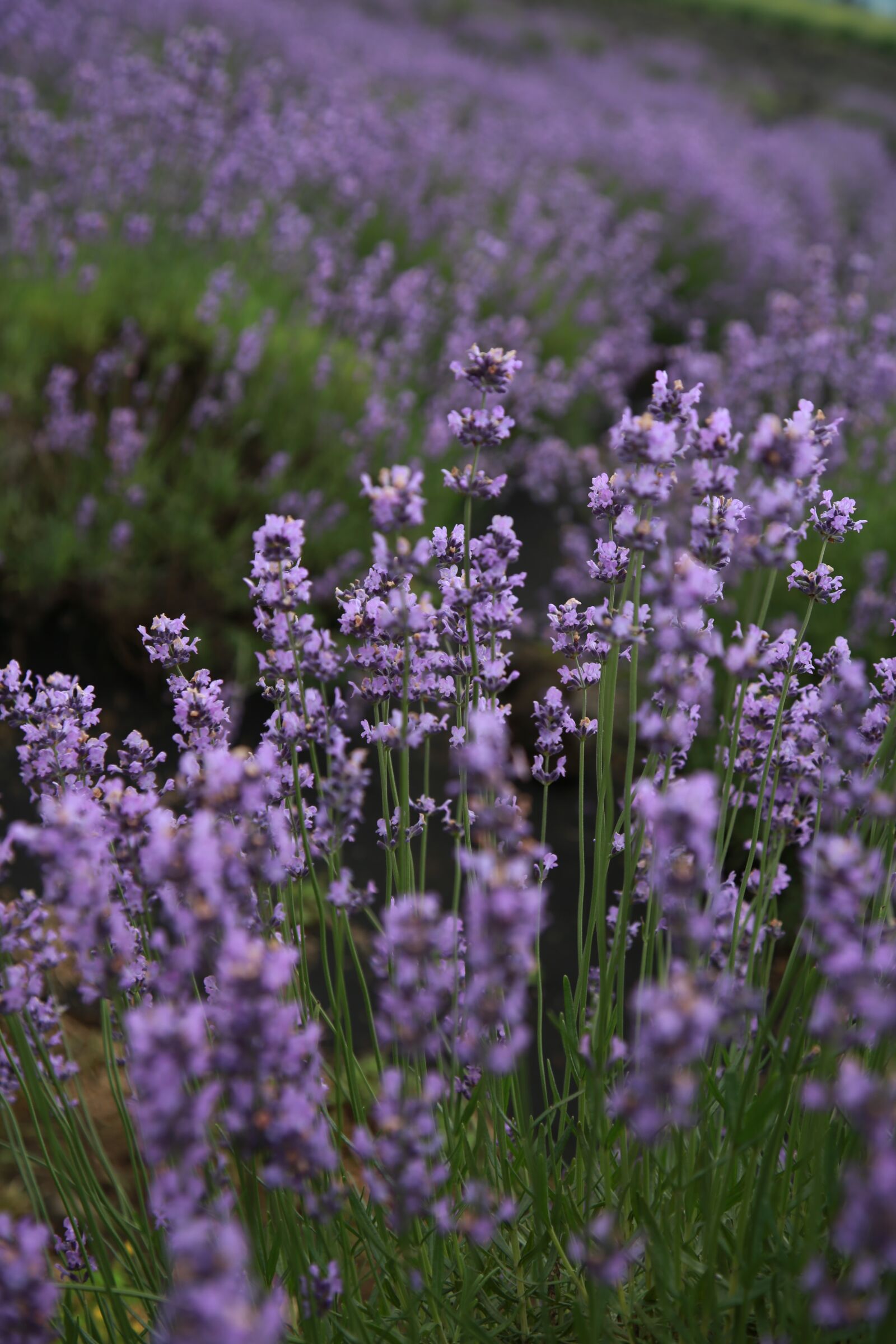 Canon EOS 6D + Canon EF 24-105mm F4L IS USM sample photo. Lavender, field, flowers photography