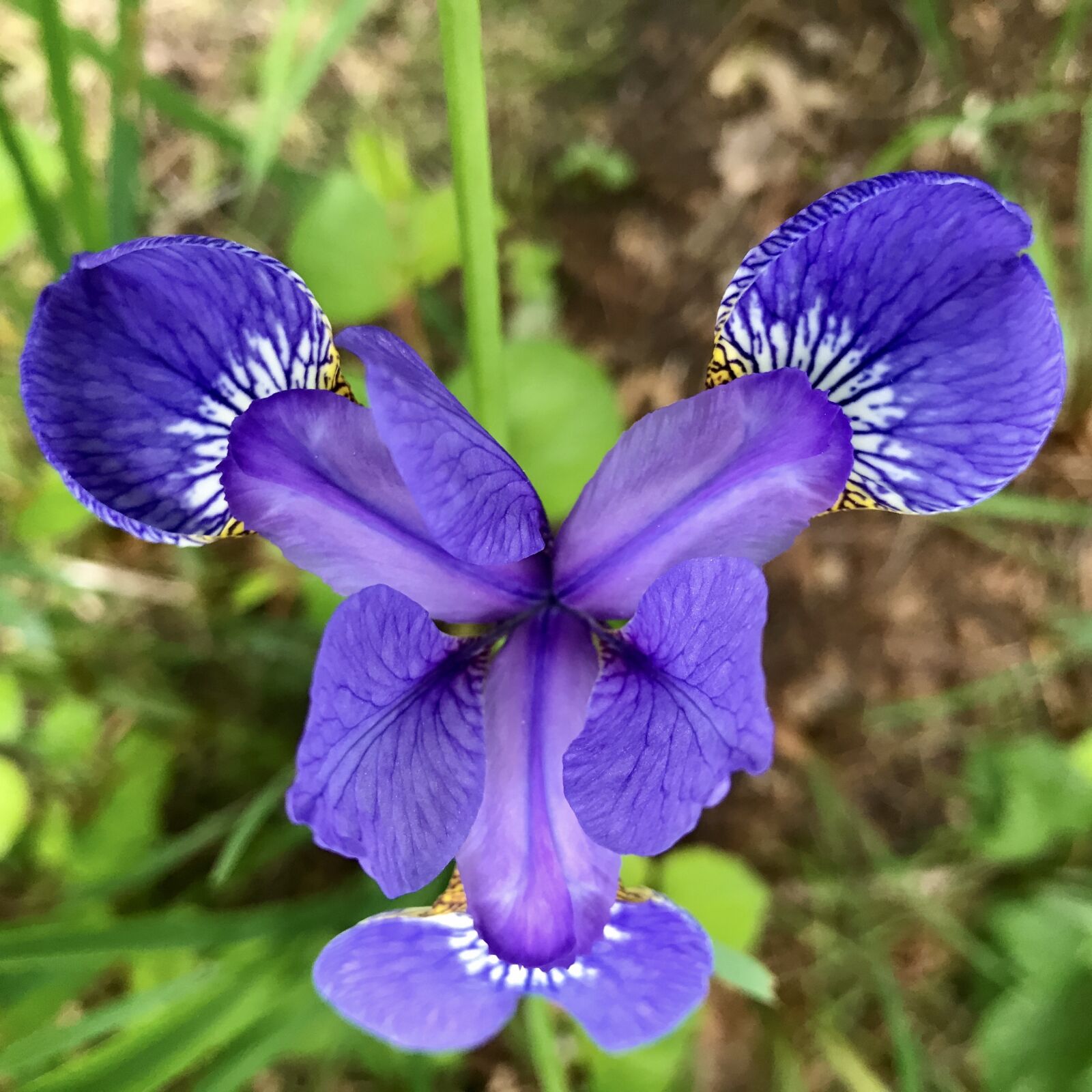 iPhone 7 back camera 3.99mm f/1.8 sample photo. Iris, blossom, bloom photography