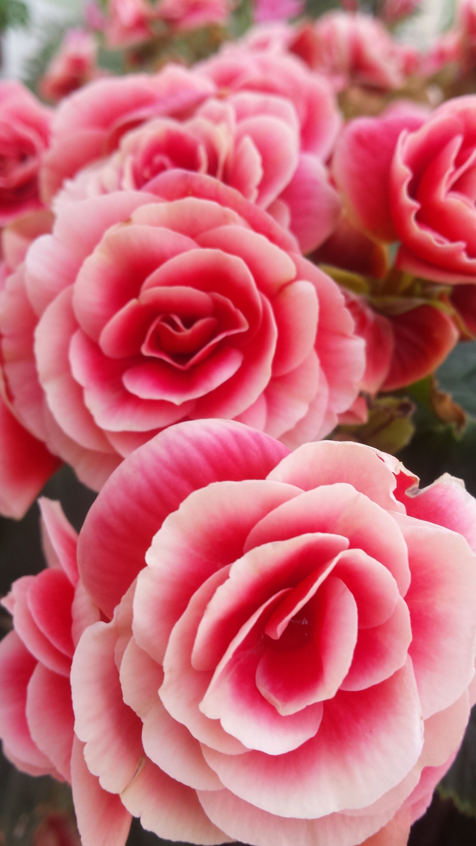 Samsung Galaxy S4 sample photo. Flowers, biel, roses photography