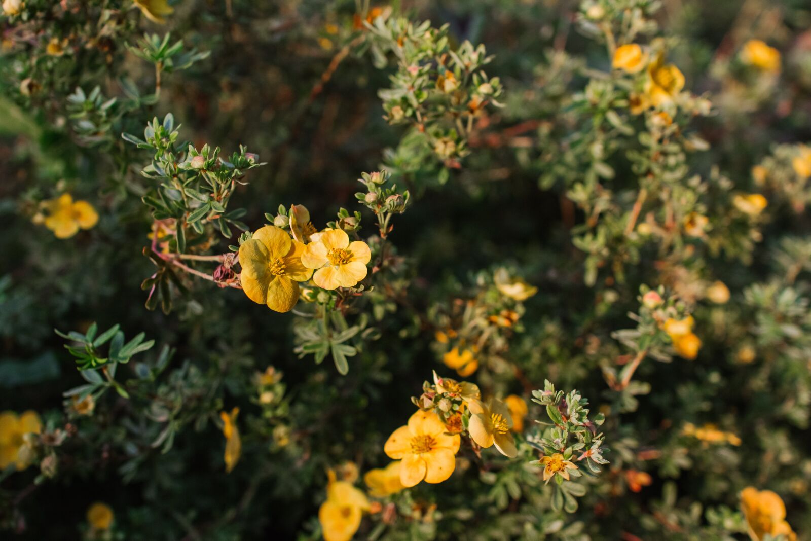 Canon EOS 60D sample photo. Cinquefoil shrub, yellow, flowers photography