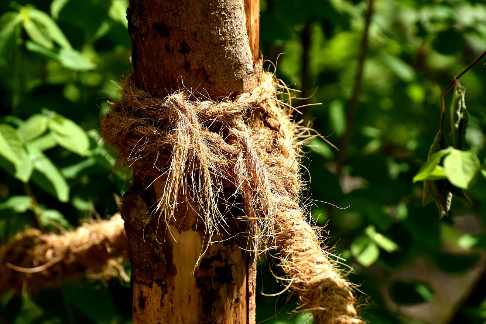 Nikon D7200 sample photo. Rope, thick, knot photography