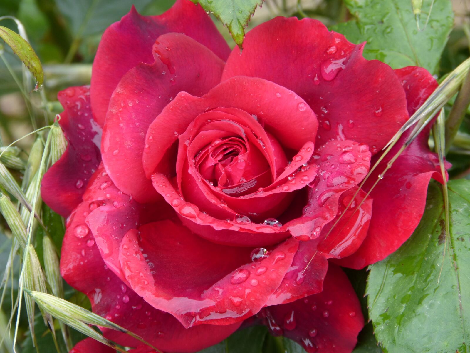 Panasonic DMC-FZ62 sample photo. Rosa, moisture, red rose photography