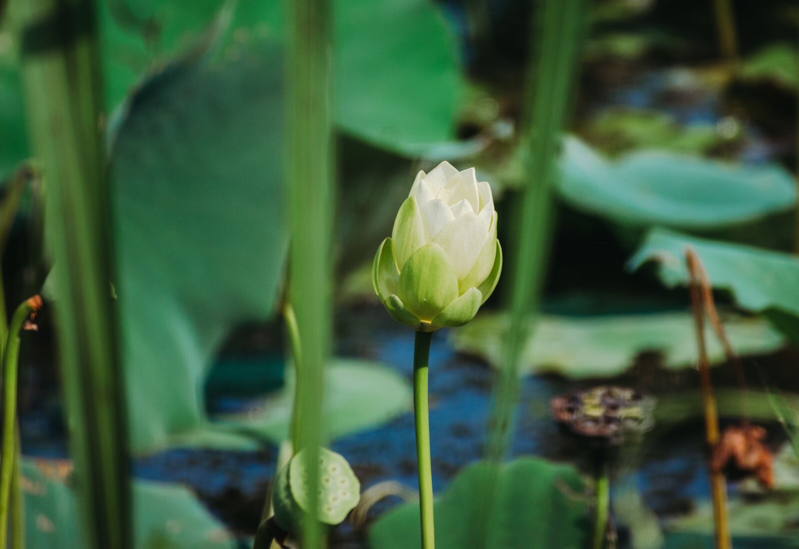 Nikon D5300 sample photo. Lily, water, water lily photography