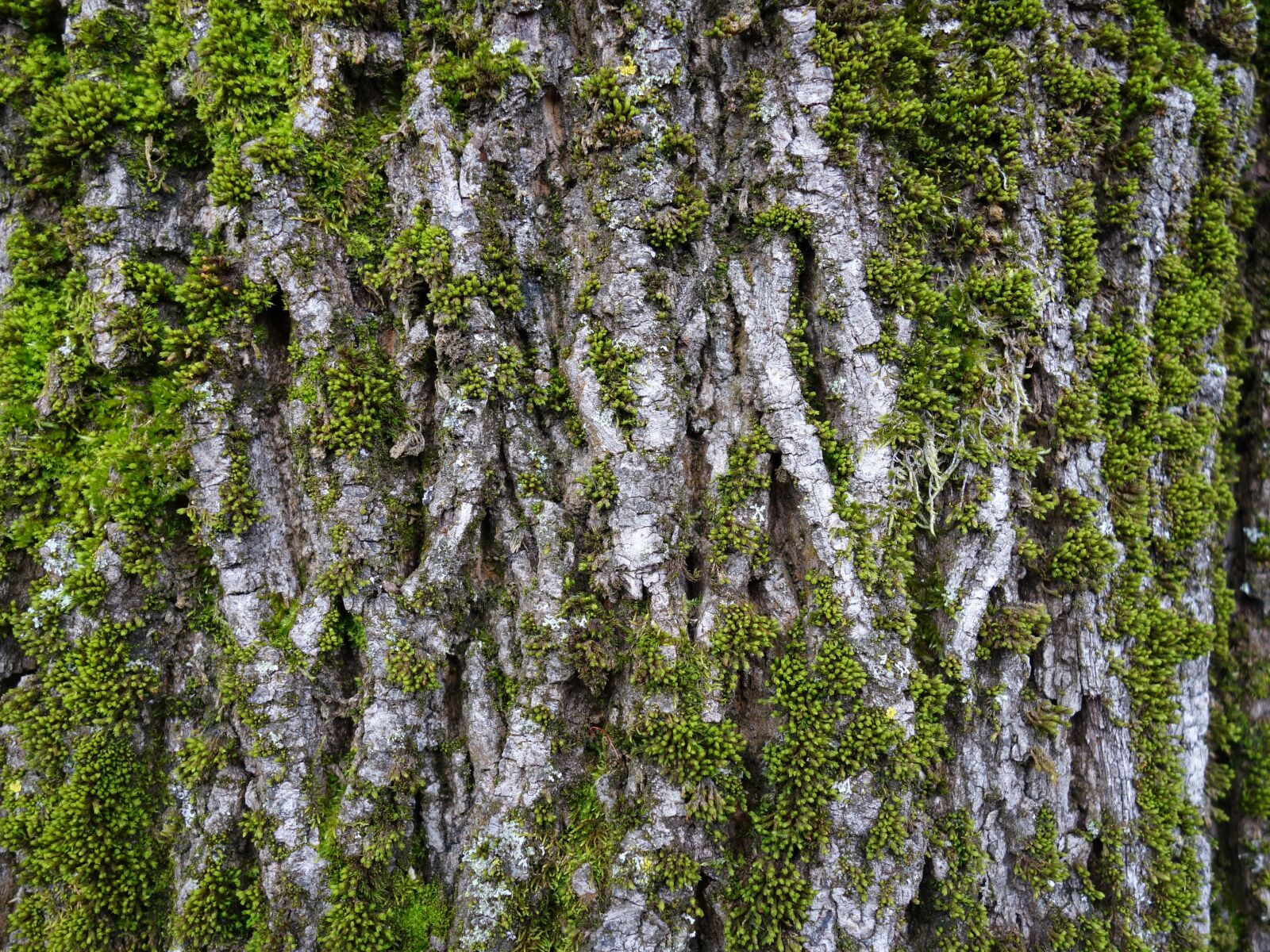 Sony Cyber-shot DSC-RX100 II sample photo. Log, moss, bark photography