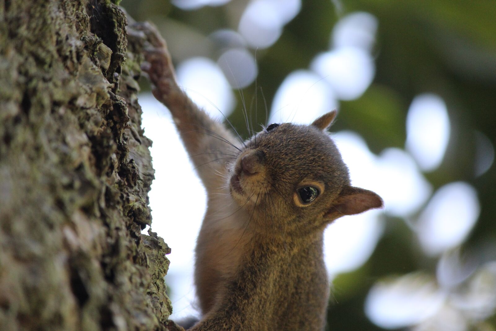 Canon EOS 1200D (EOS Rebel T5 / EOS Kiss X70 / EOS Hi) sample photo. Squirrel, nuts, nature photography