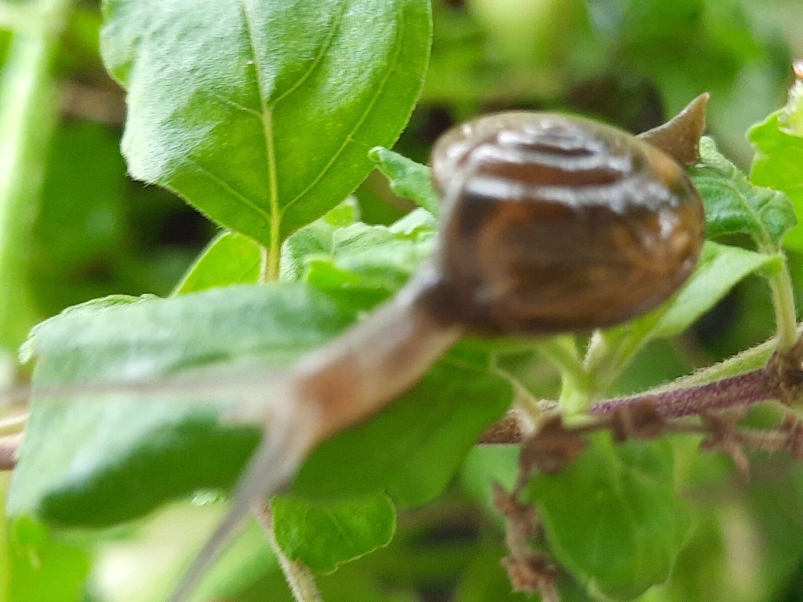 Samsung SM-M215F sample photo. Snail, garden snail, nature photography