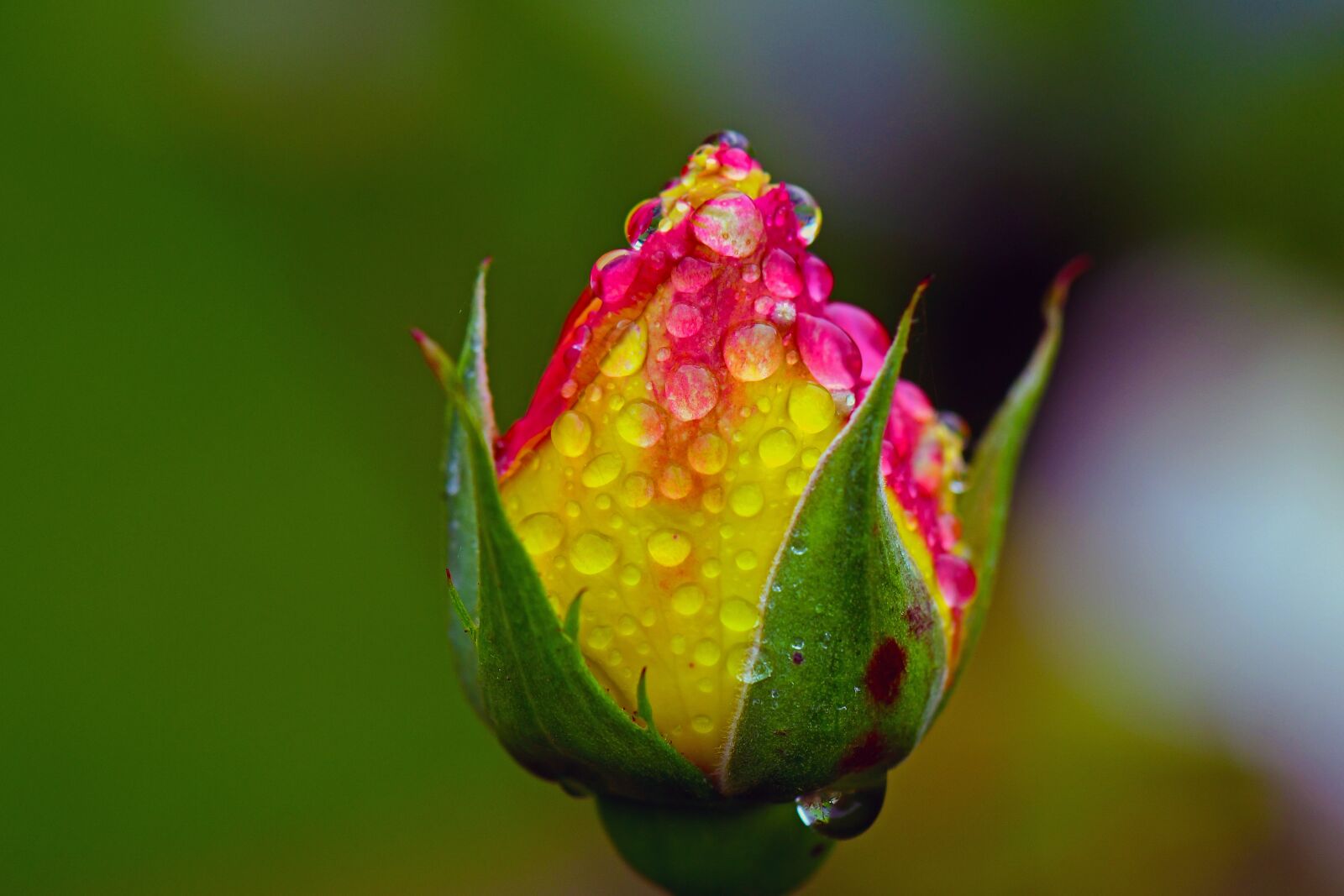 Nikon D500 sample photo. Rose, rain, raindrop photography
