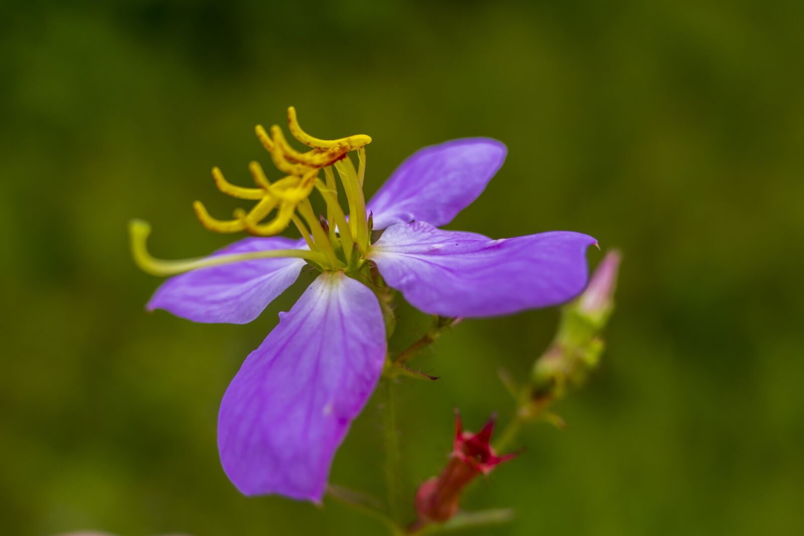 Panasonic Lumix DMC-FZ1000 sample photo. Flower, purple, yellow photography