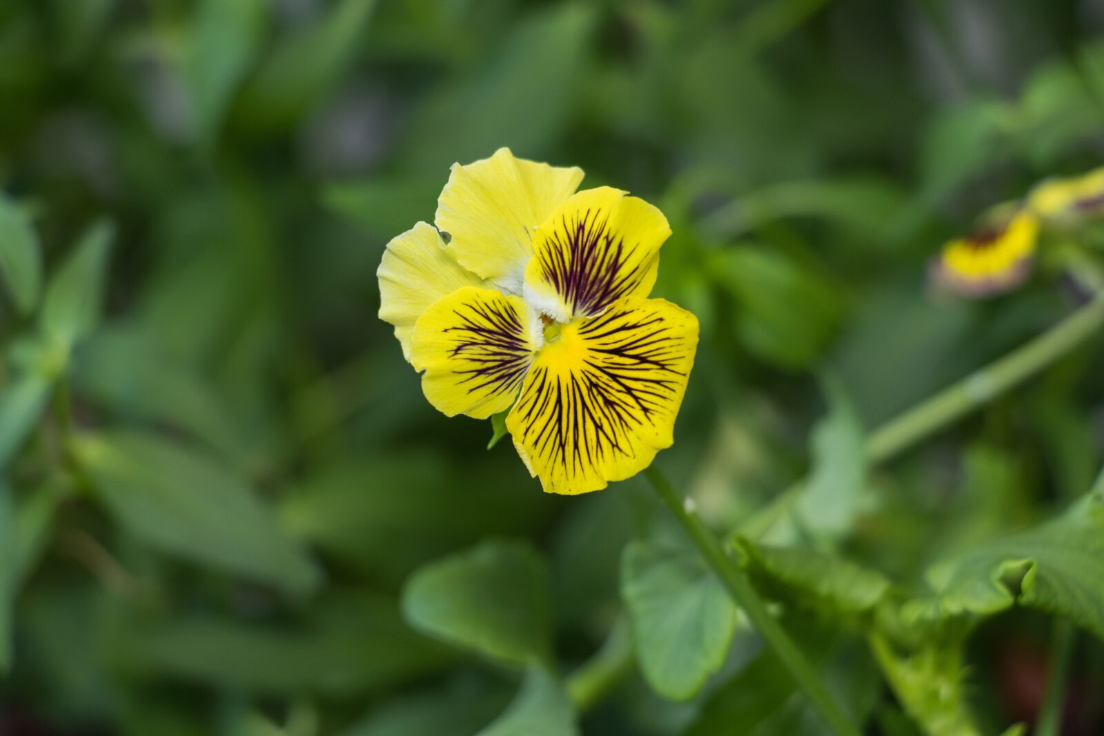 Canon EF-S 18-135mm F3.5-5.6 IS USM sample photo. Nature, plant, flower photography