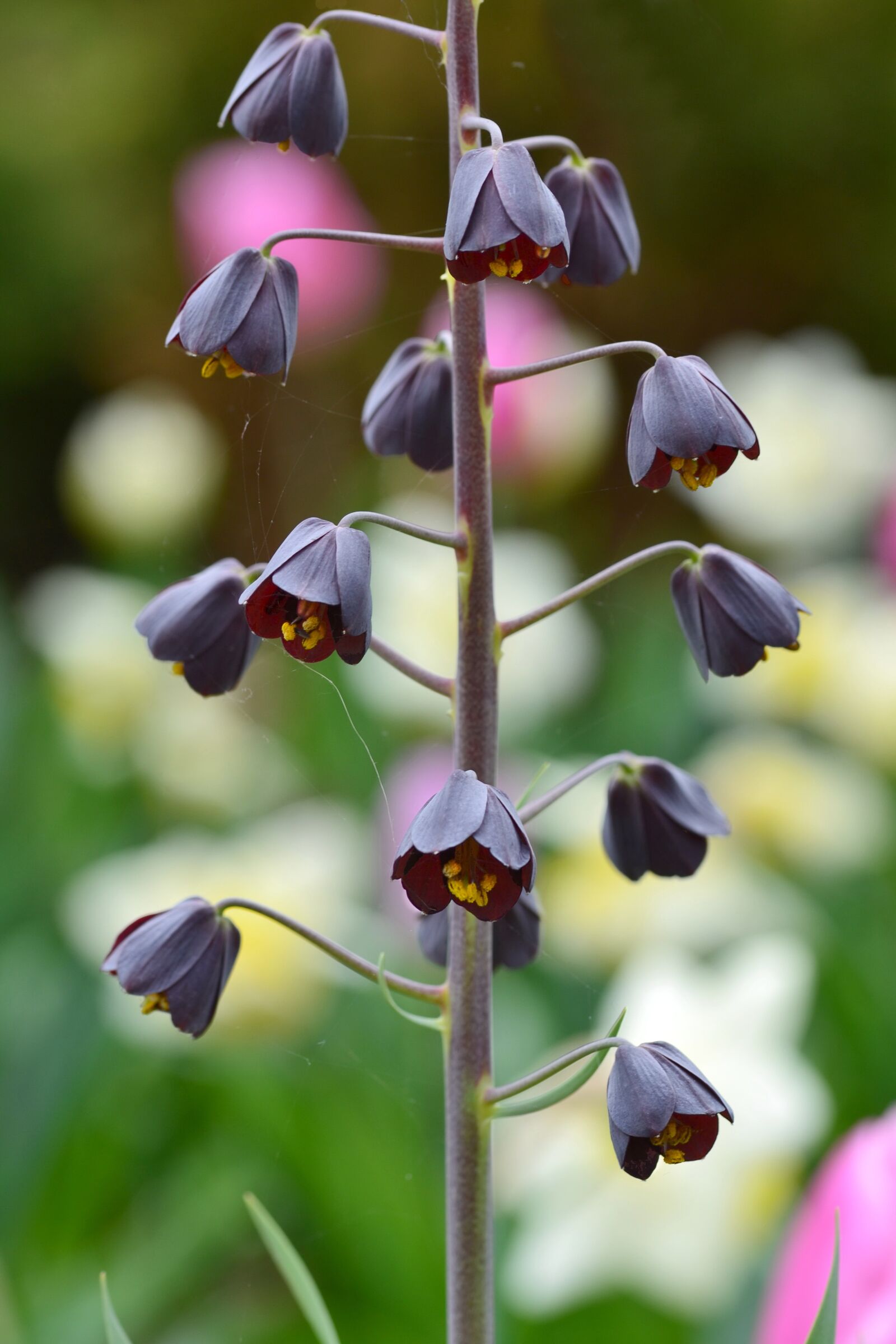 Nikon D3100 sample photo. Flower, bloom, spring photography