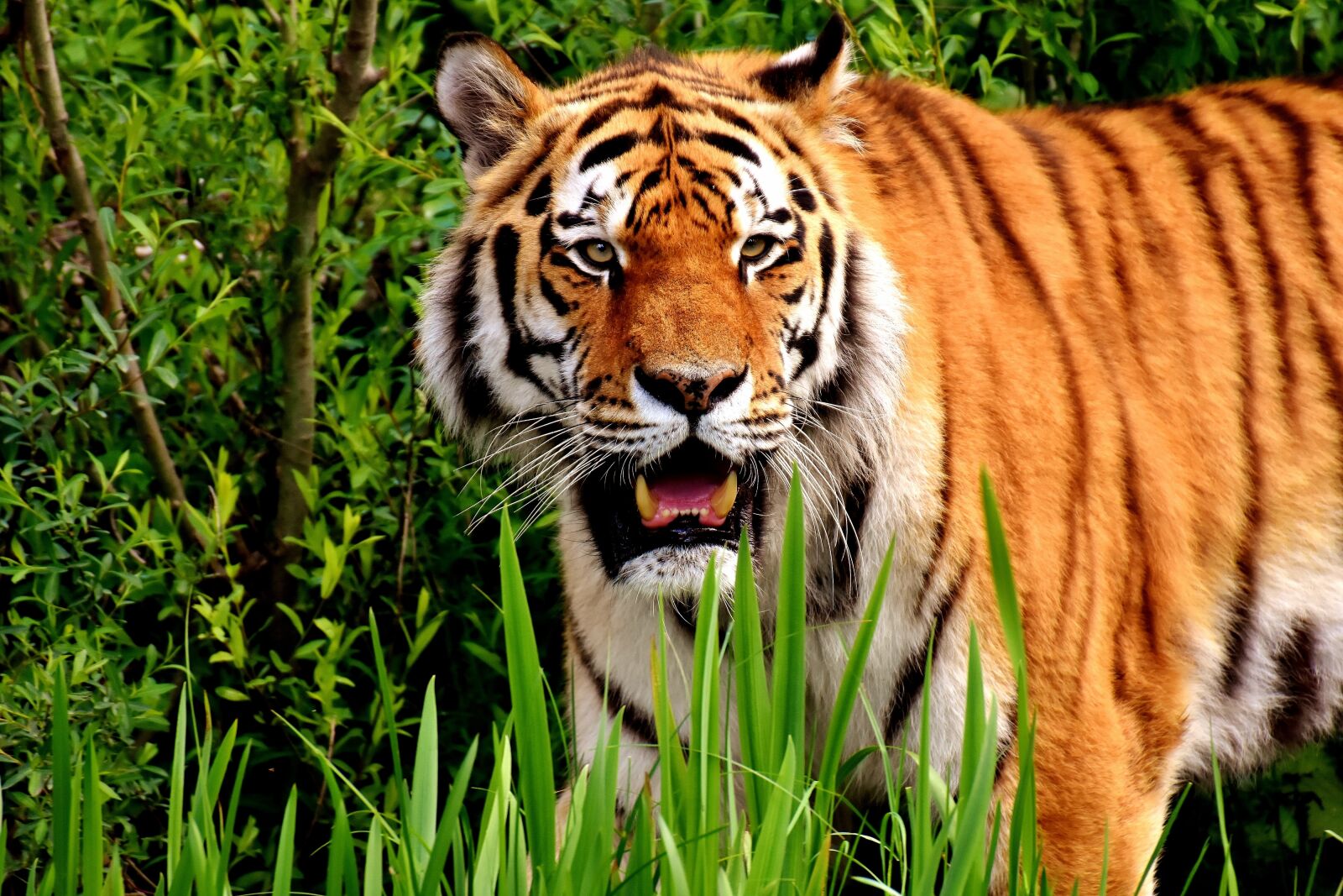 Nikon D7200 sample photo. Tiger, predator, fur photography