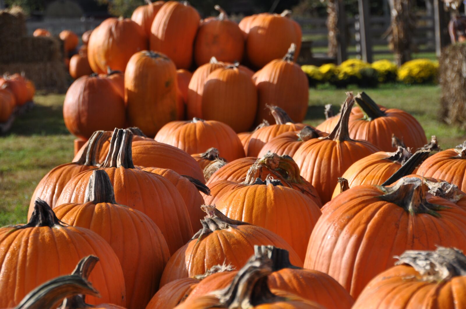 Nikon D90 sample photo. Fall, pumpkins, harvest photography