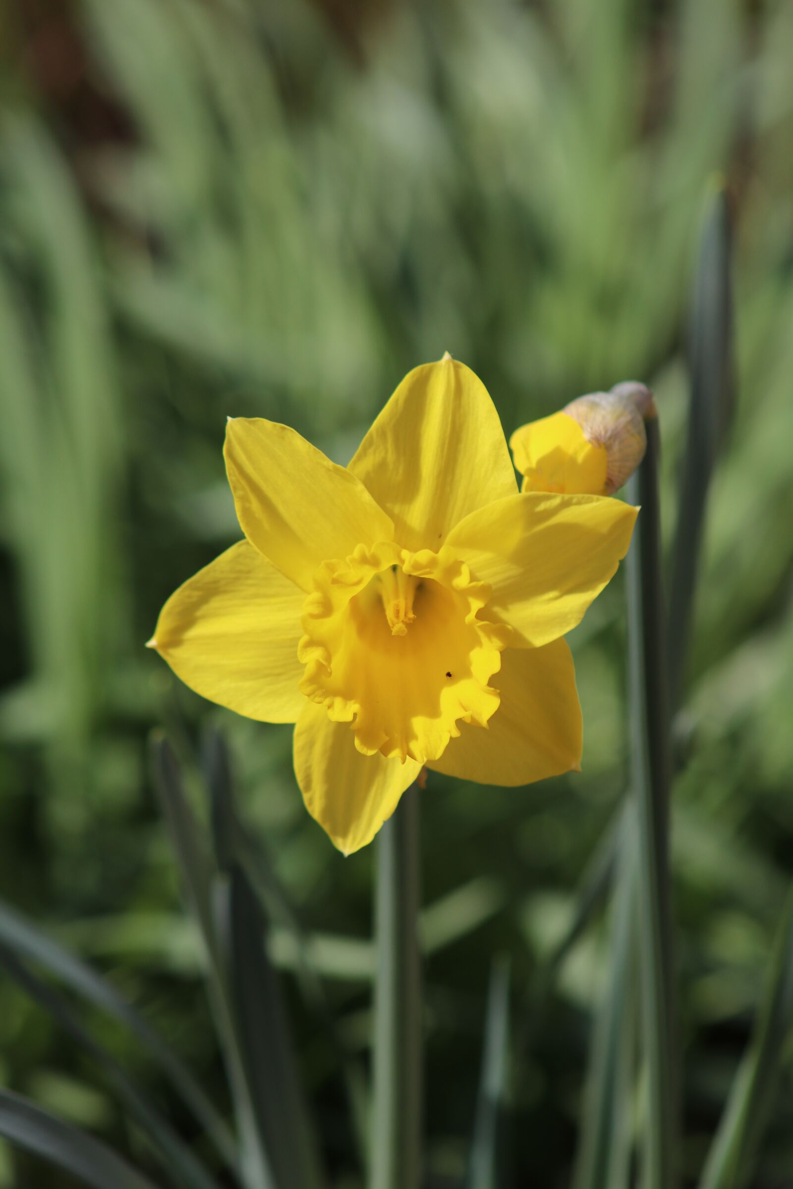 Canon EF 75-300mm f/4-5.6 sample photo. Narcissus, daffodil, flower photography