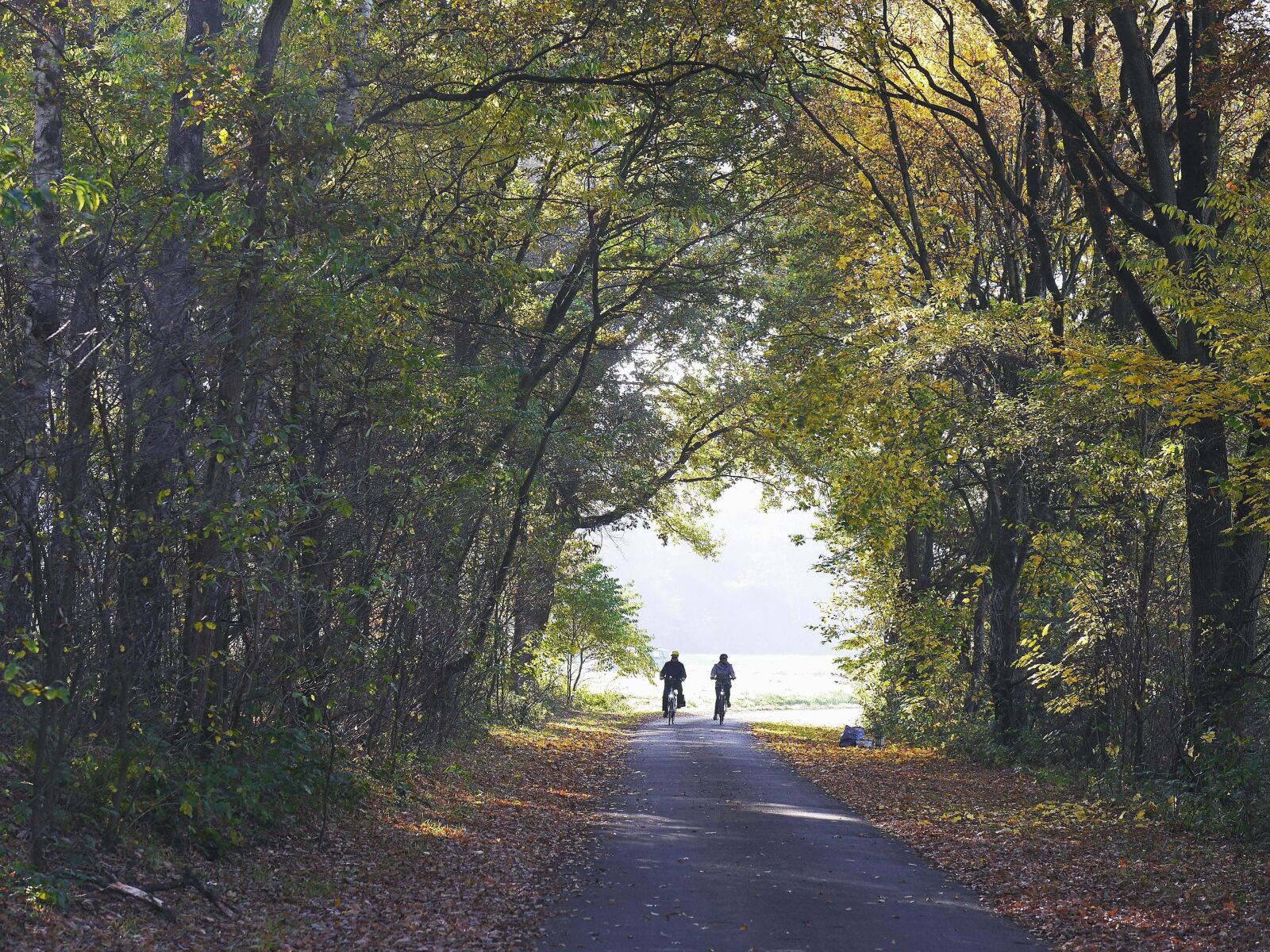 Panasonic Lumix DMC-GH3 sample photo. Road, landscape, forest, tree photography