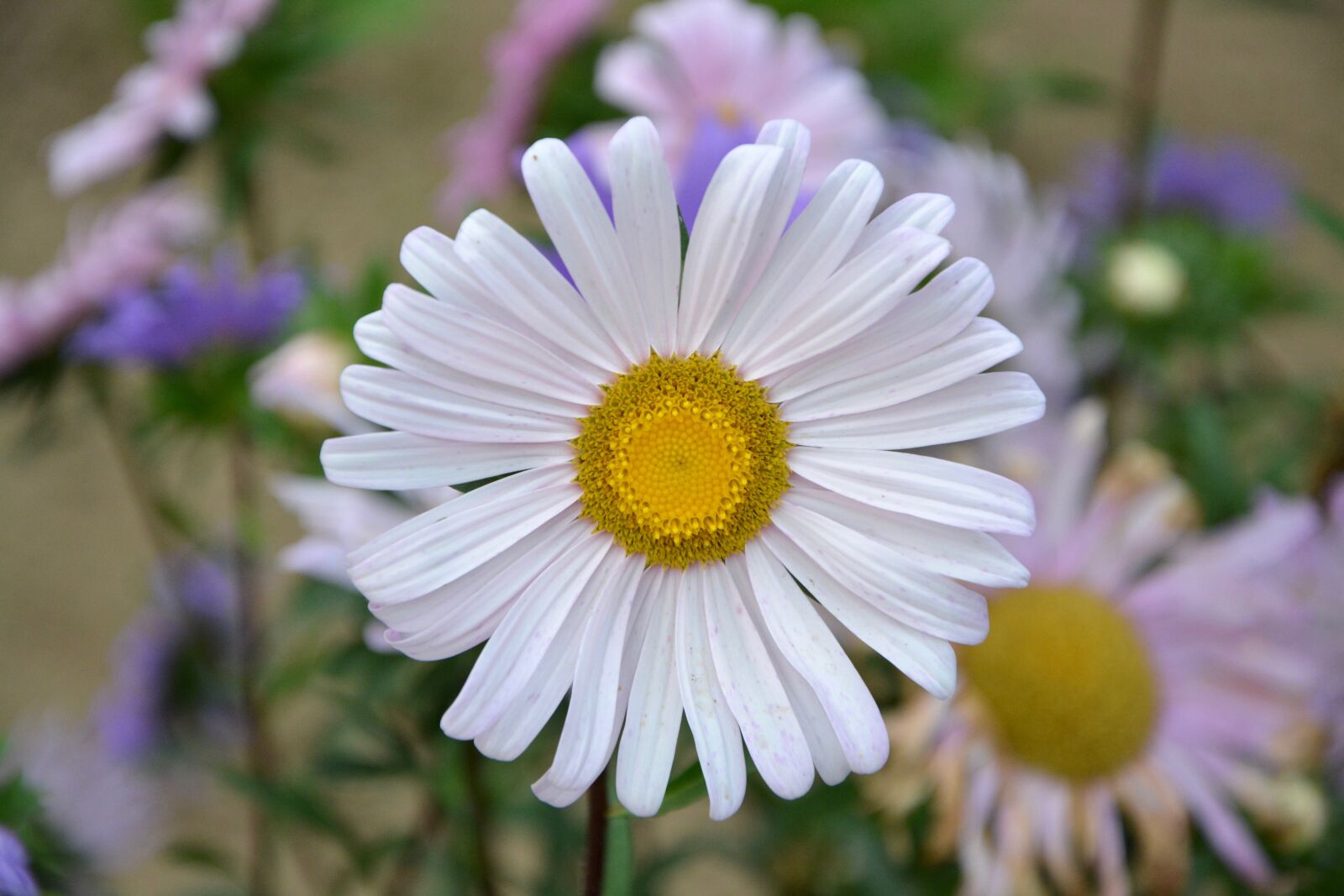 Nikon D5200 sample photo. Flower, marguerite, petals photography