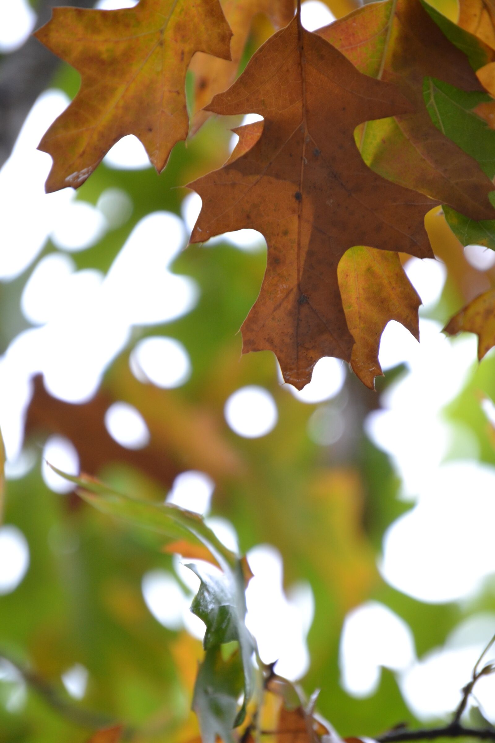 Nikon D3100 sample photo. Autumn, leaves, encino photography