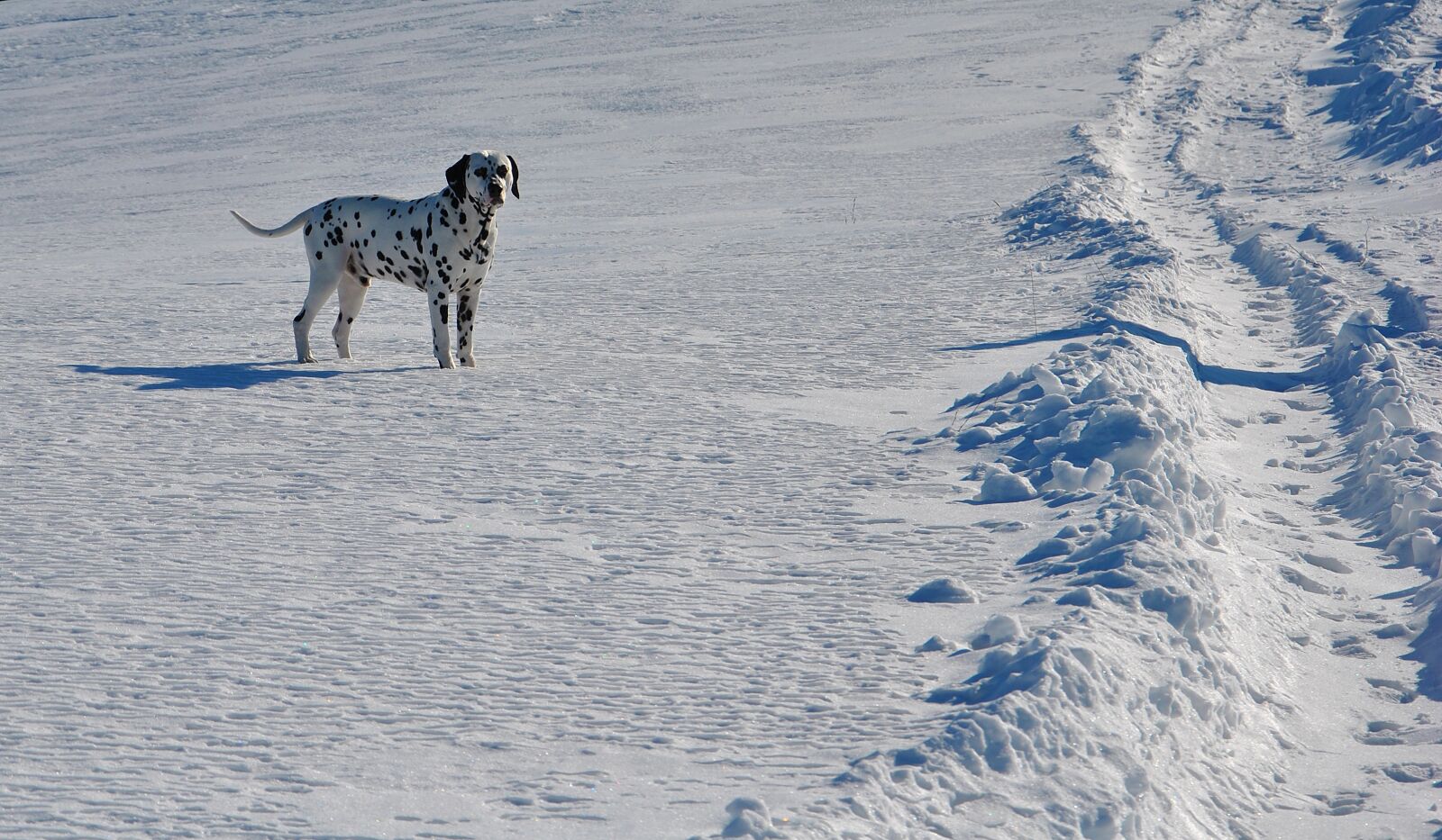 Nikon D3000 sample photo. Winter, snow, dog photography