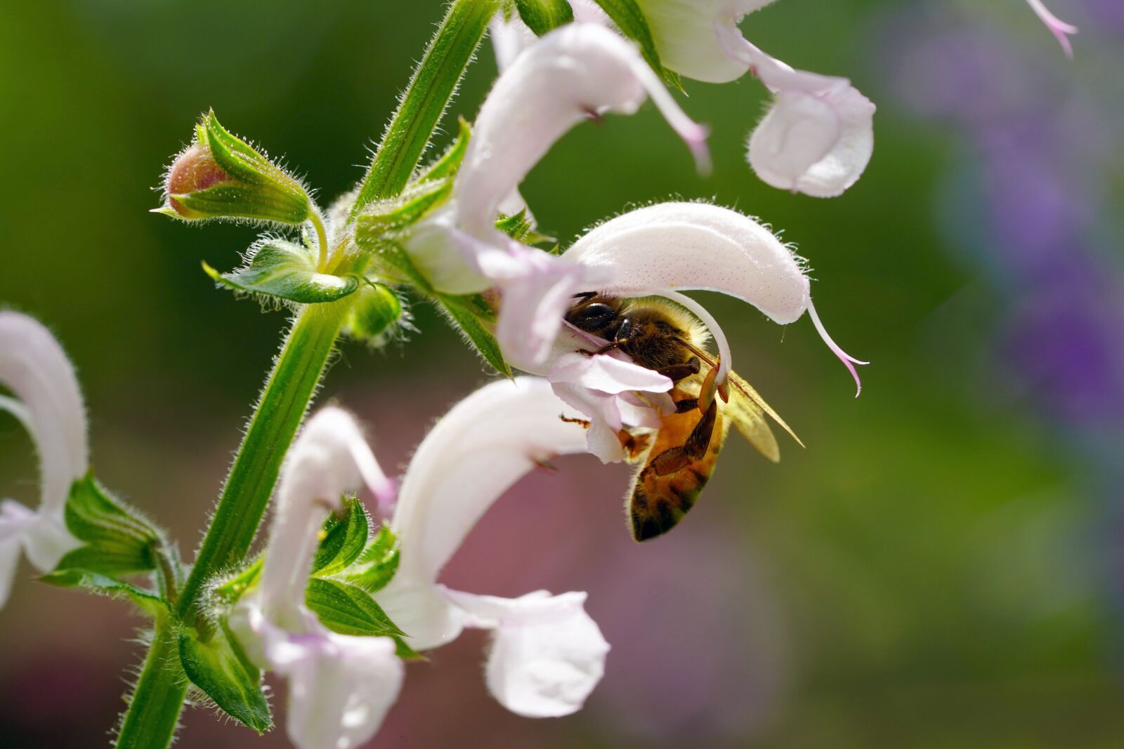 Sony a7R III + Sony FE 90mm F2.8 Macro G OSS sample photo. Bee, flower, nature photography