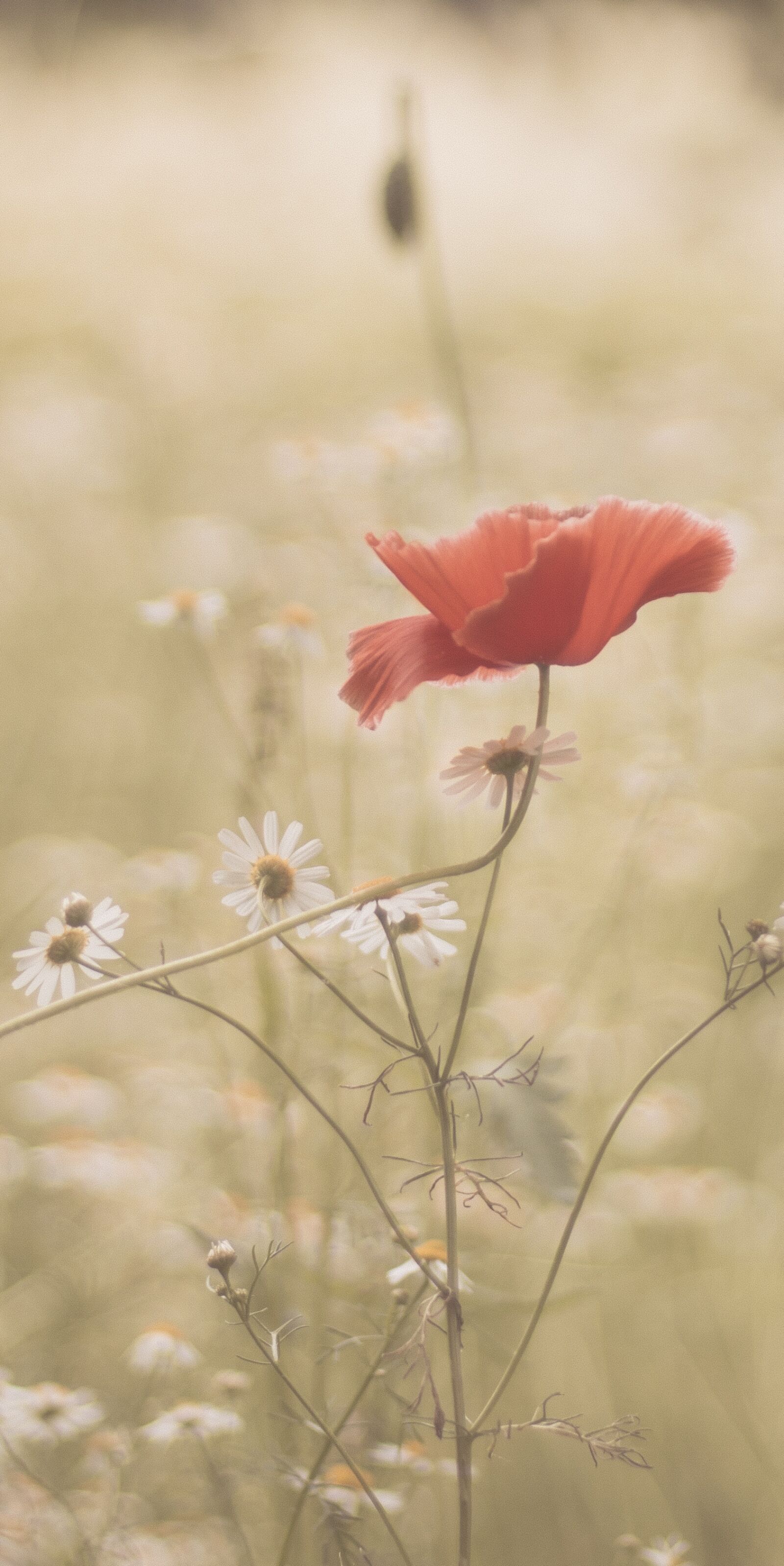 Canon EOS 750D (EOS Rebel T6i / EOS Kiss X8i) sample photo. Flower, beautiful, meadow photography