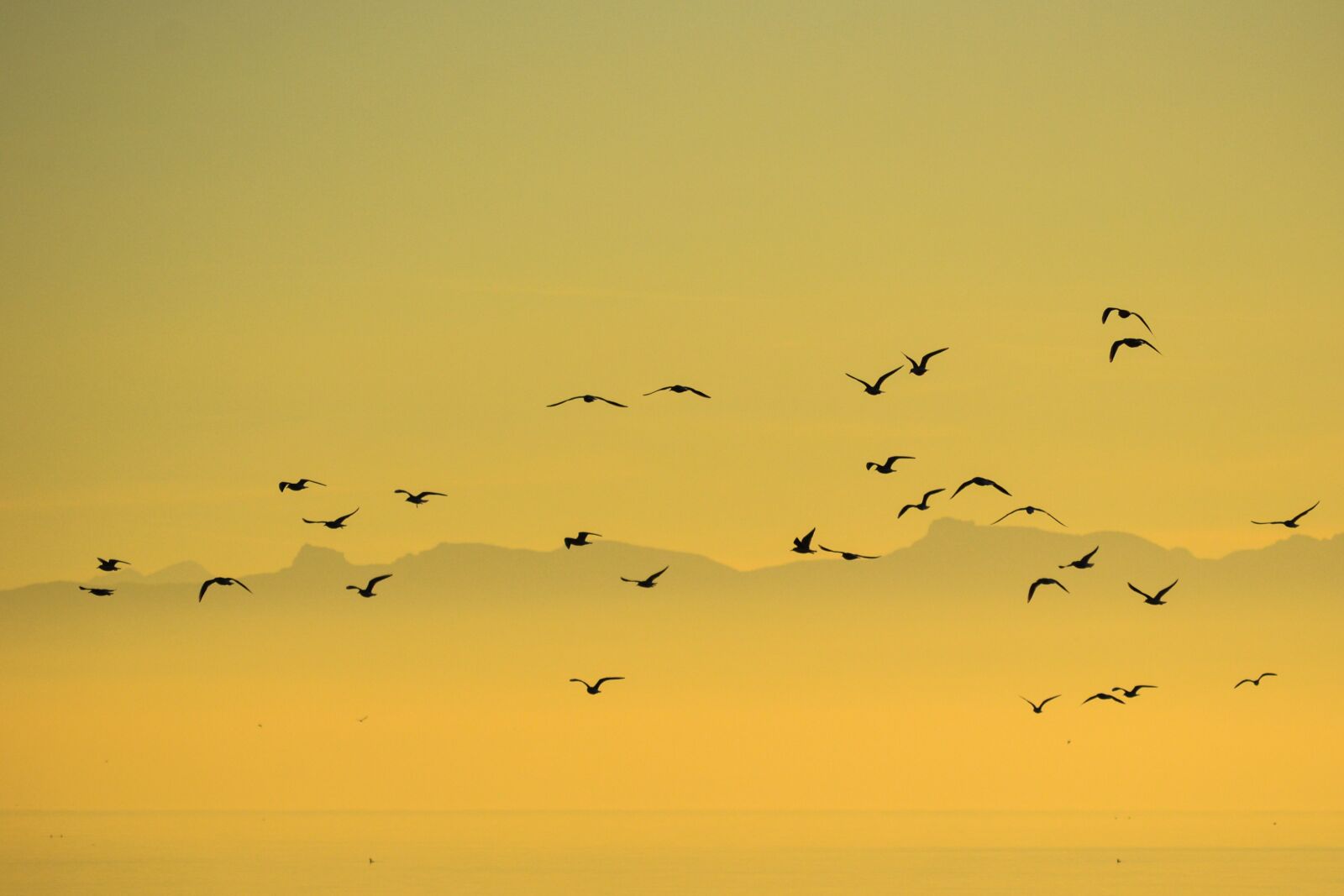 Nikon D3100 sample photo. Flock, birds, seagull photography