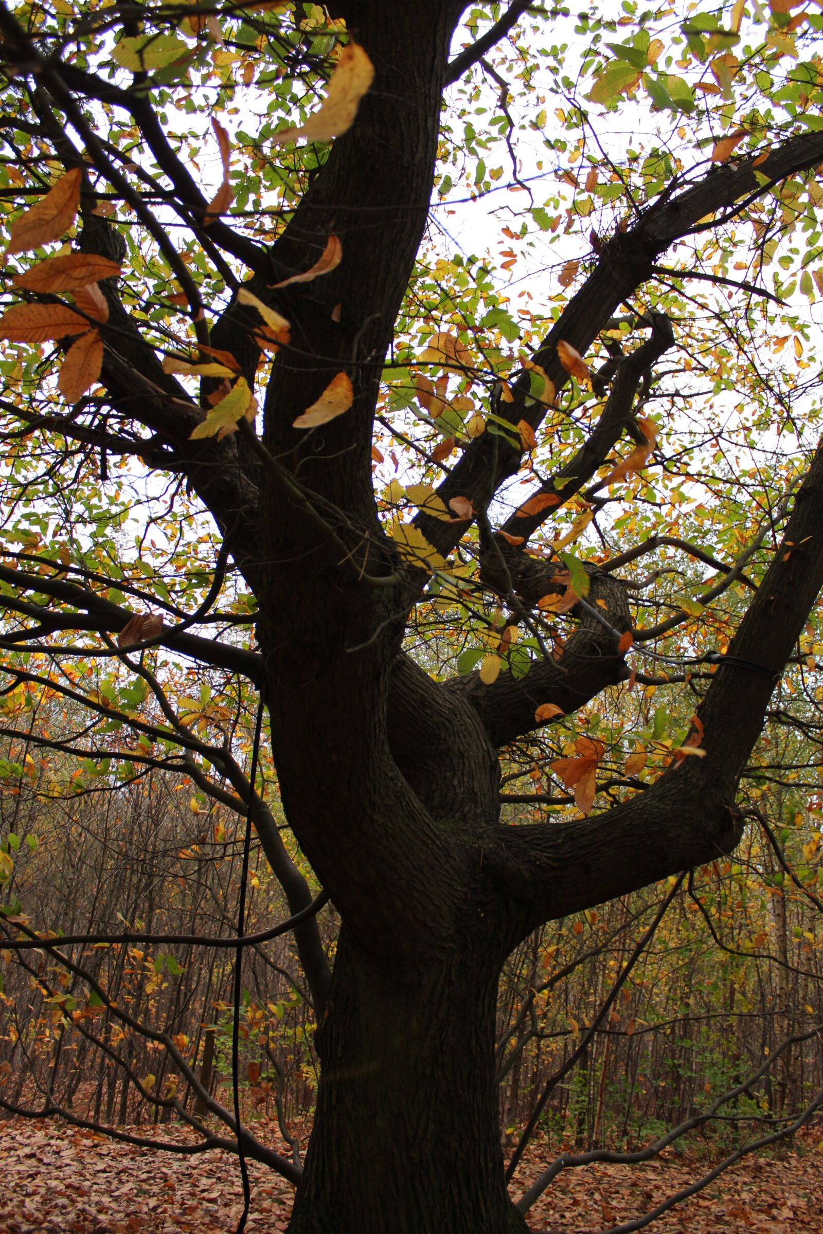 Canon EOS 600D (Rebel EOS T3i / EOS Kiss X5) sample photo. Forest, trees, leaves photography