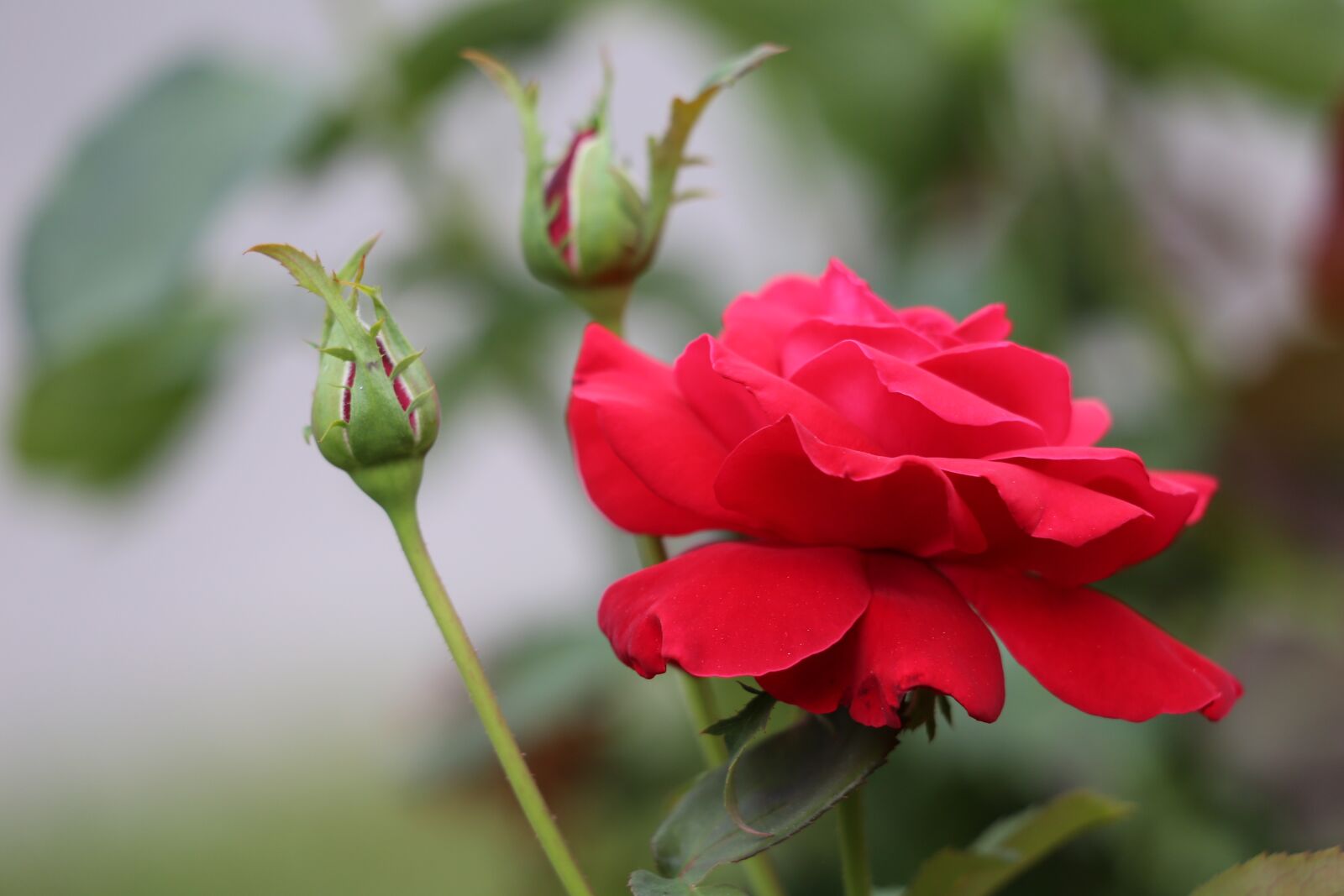 Canon EF 70-300 F4-5.6 IS II USM sample photo. Red rose, buds, bloom photography
