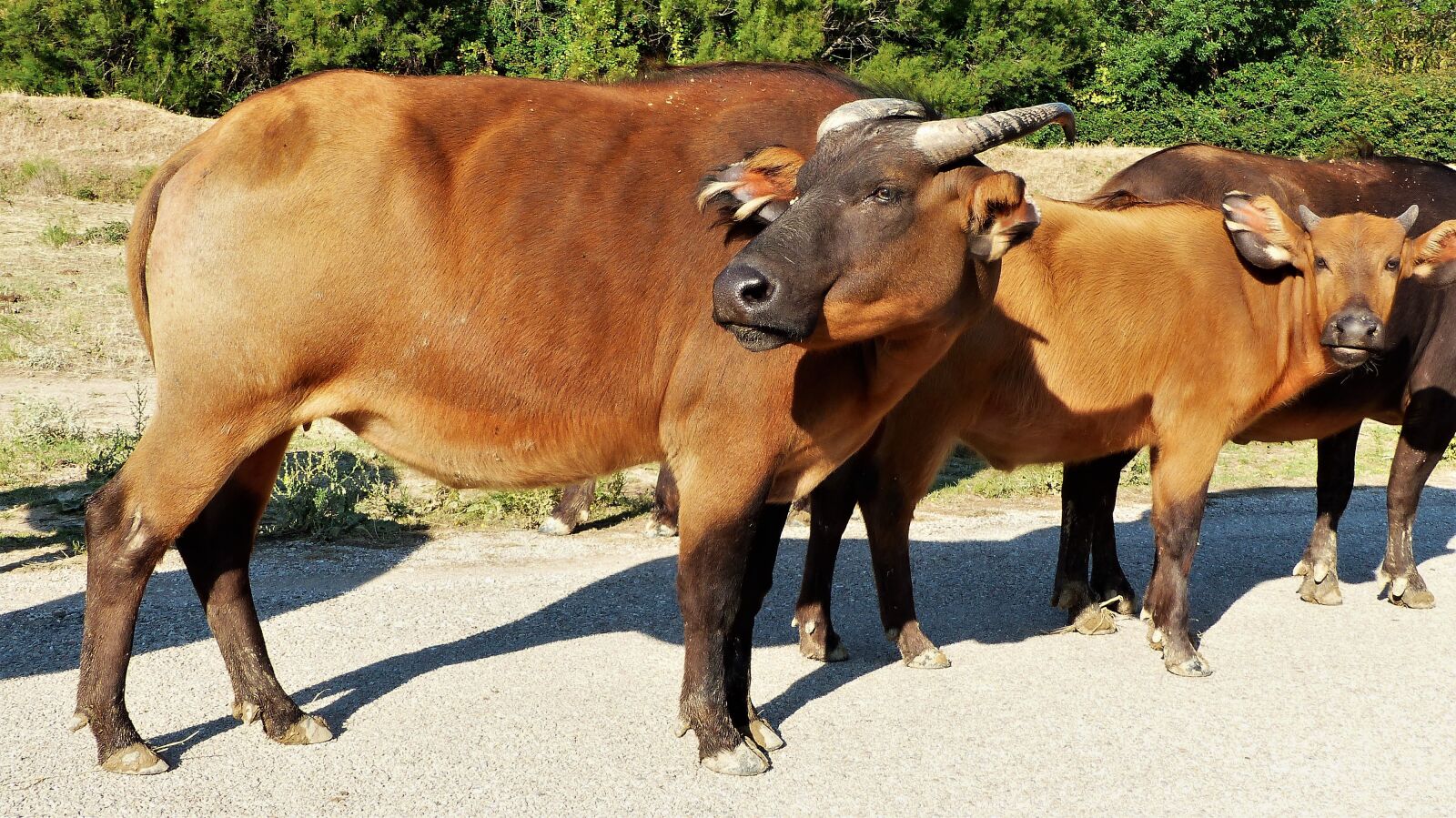 Panasonic Lumix DMC-FZ200 sample photo. Buffalo, animals, horns photography