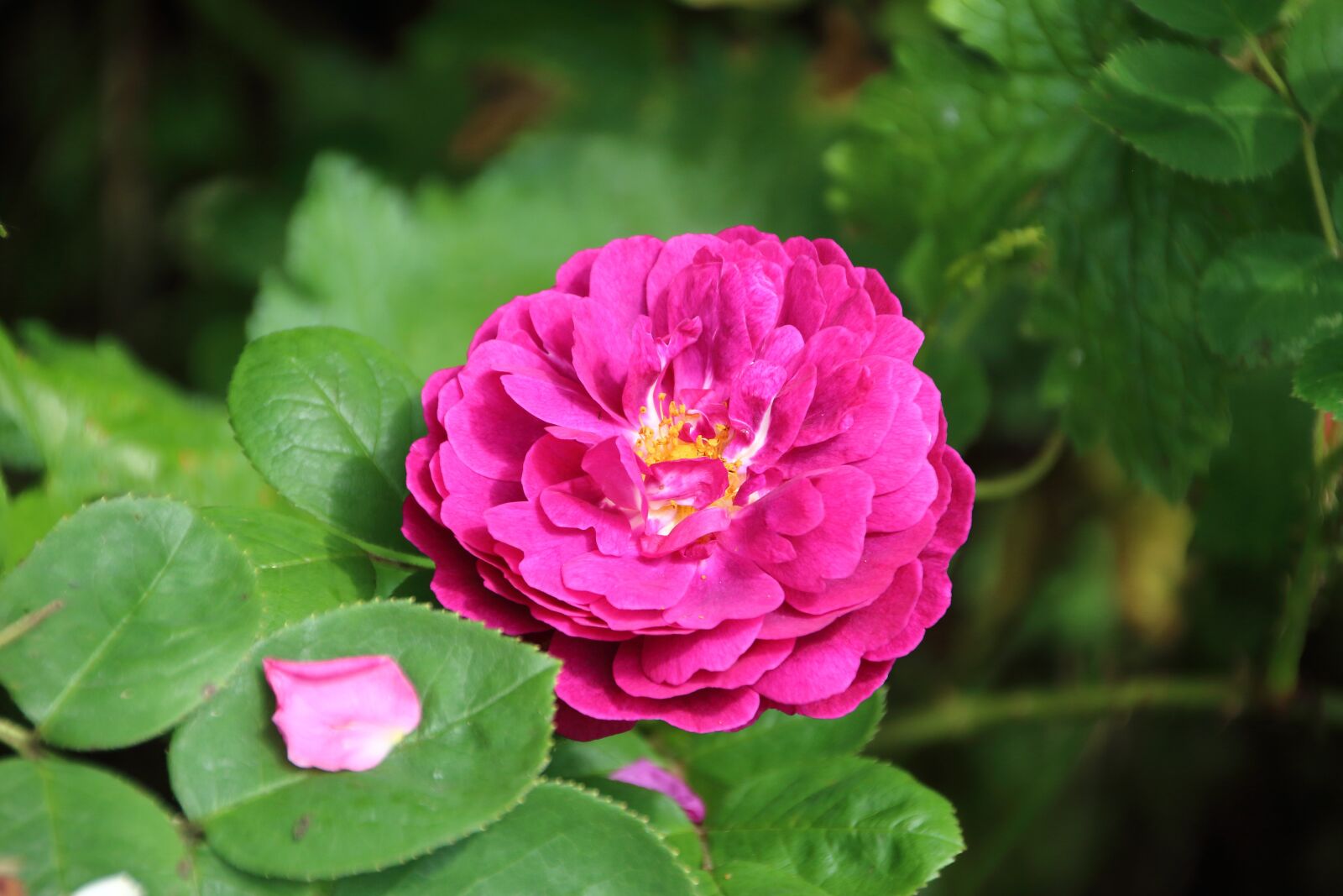 Canon EOS 650D (EOS Rebel T4i / EOS Kiss X6i) sample photo. Pink, rosary, nature photography