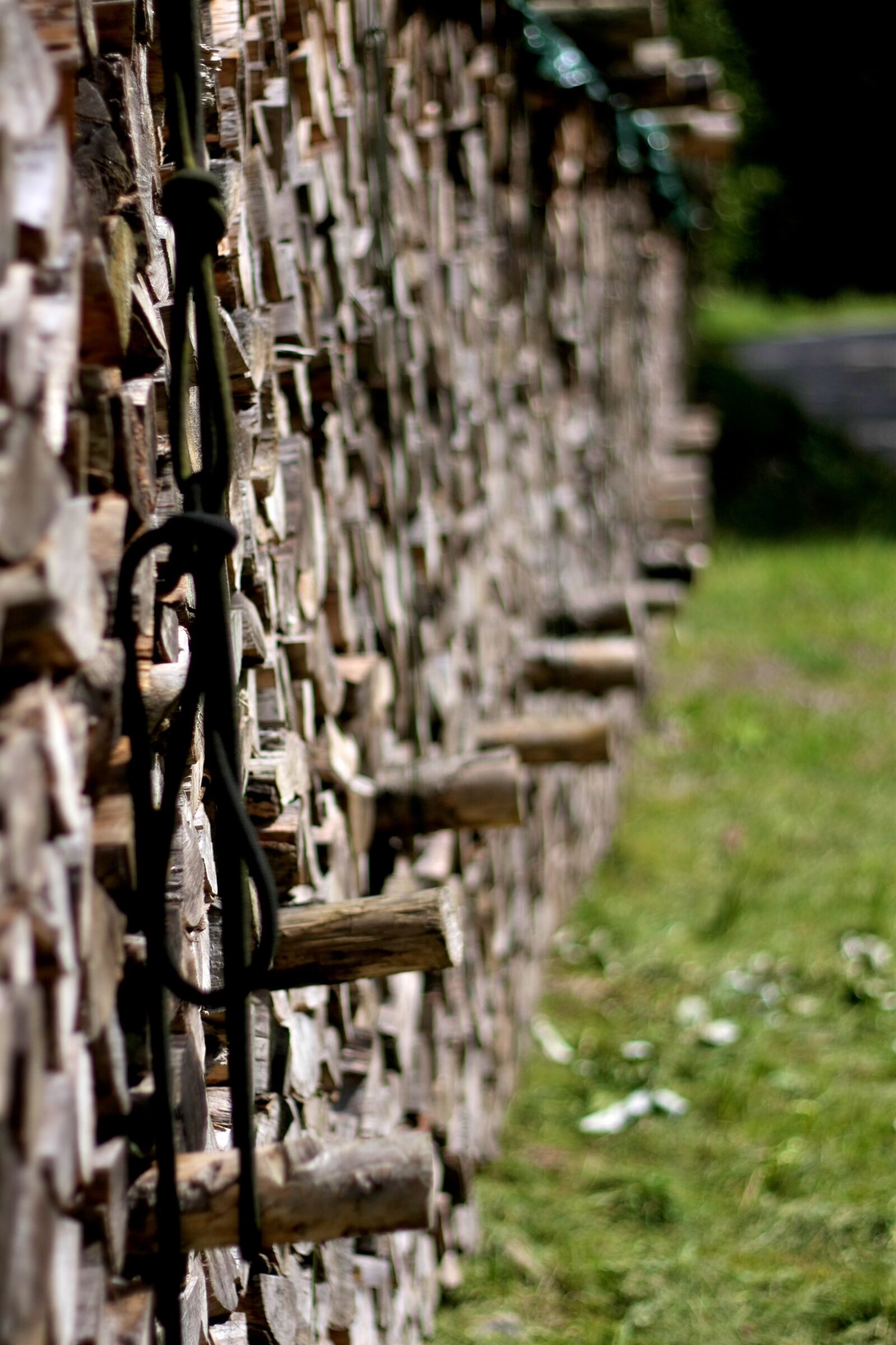 Canon EOS 40D sample photo. Wood, forest, tree photography