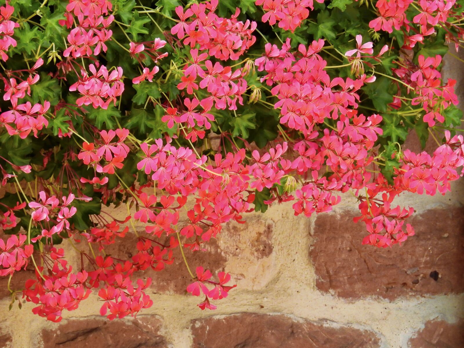Nikon Coolpix P900 sample photo. Flower, blossom, bloom photography