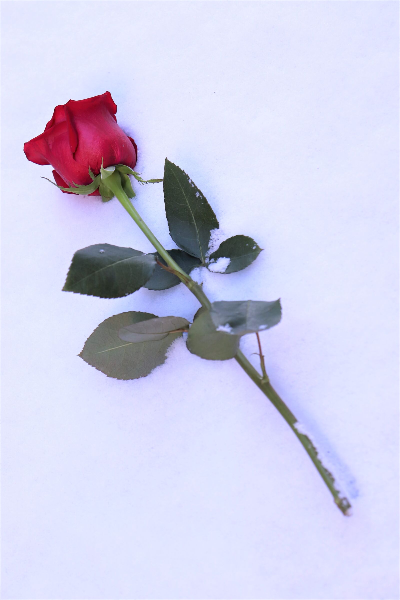 Canon EOS 200D (EOS Rebel SL2 / EOS Kiss X9) sample photo. Red rose in snow photography