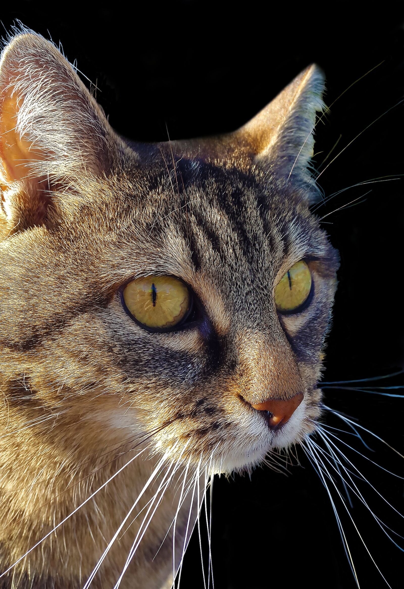 Samsung Galaxy Alpha sample photo. Cat, mieze, animals photography