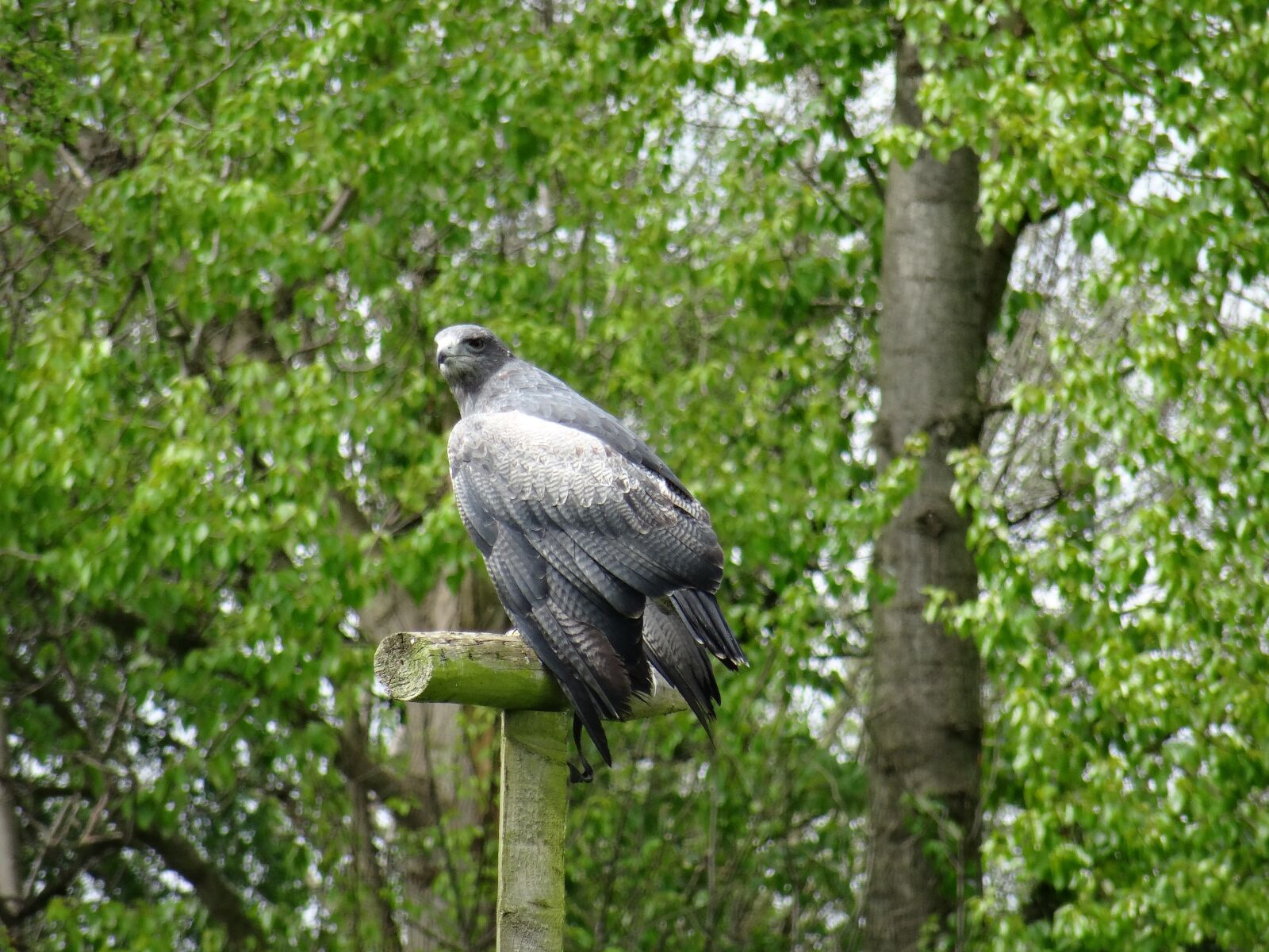 Sony DSC-HX50 sample photo. Chillian blue eagle, york photography